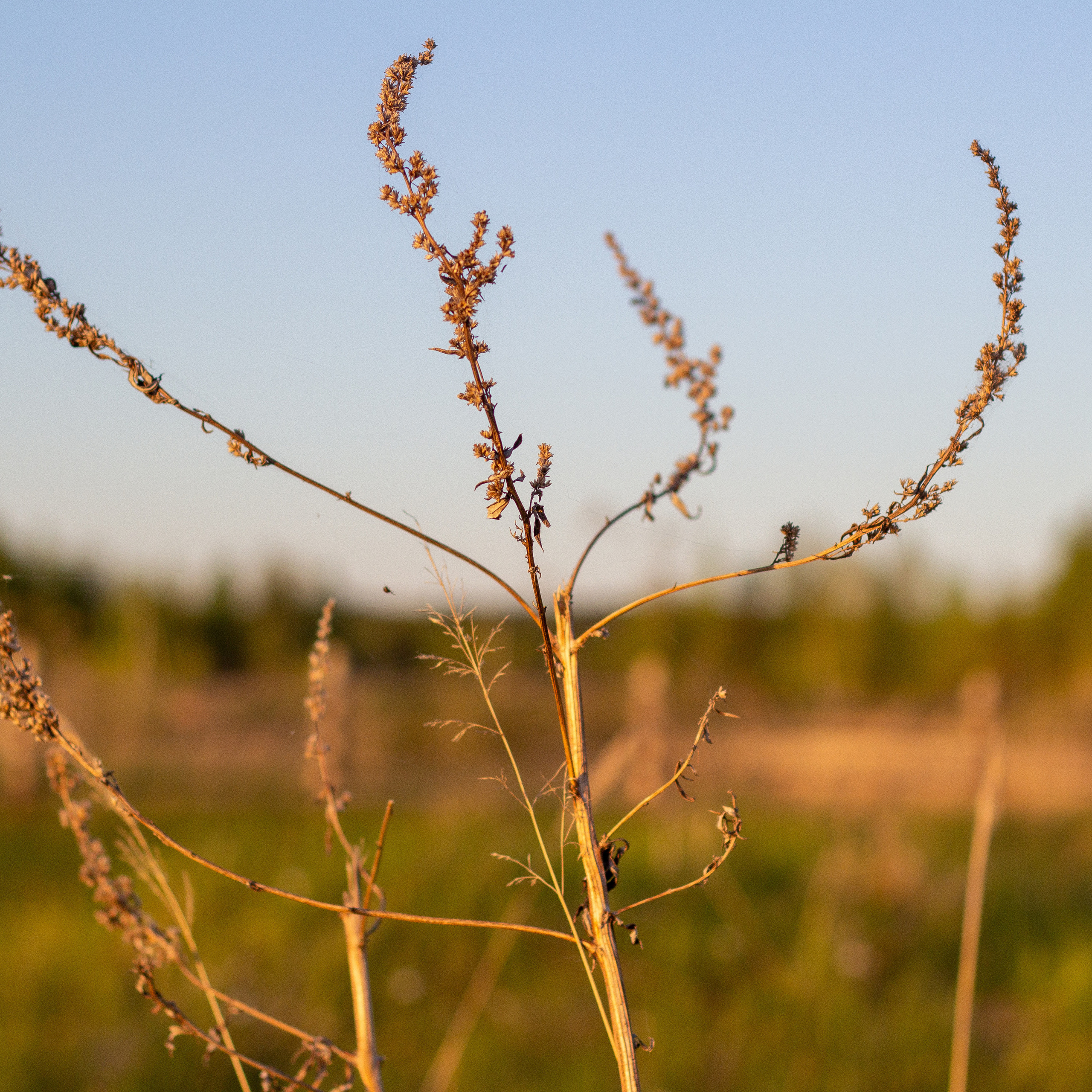 Ольга Степанова фотограф визажист в Санкт-Петербурге