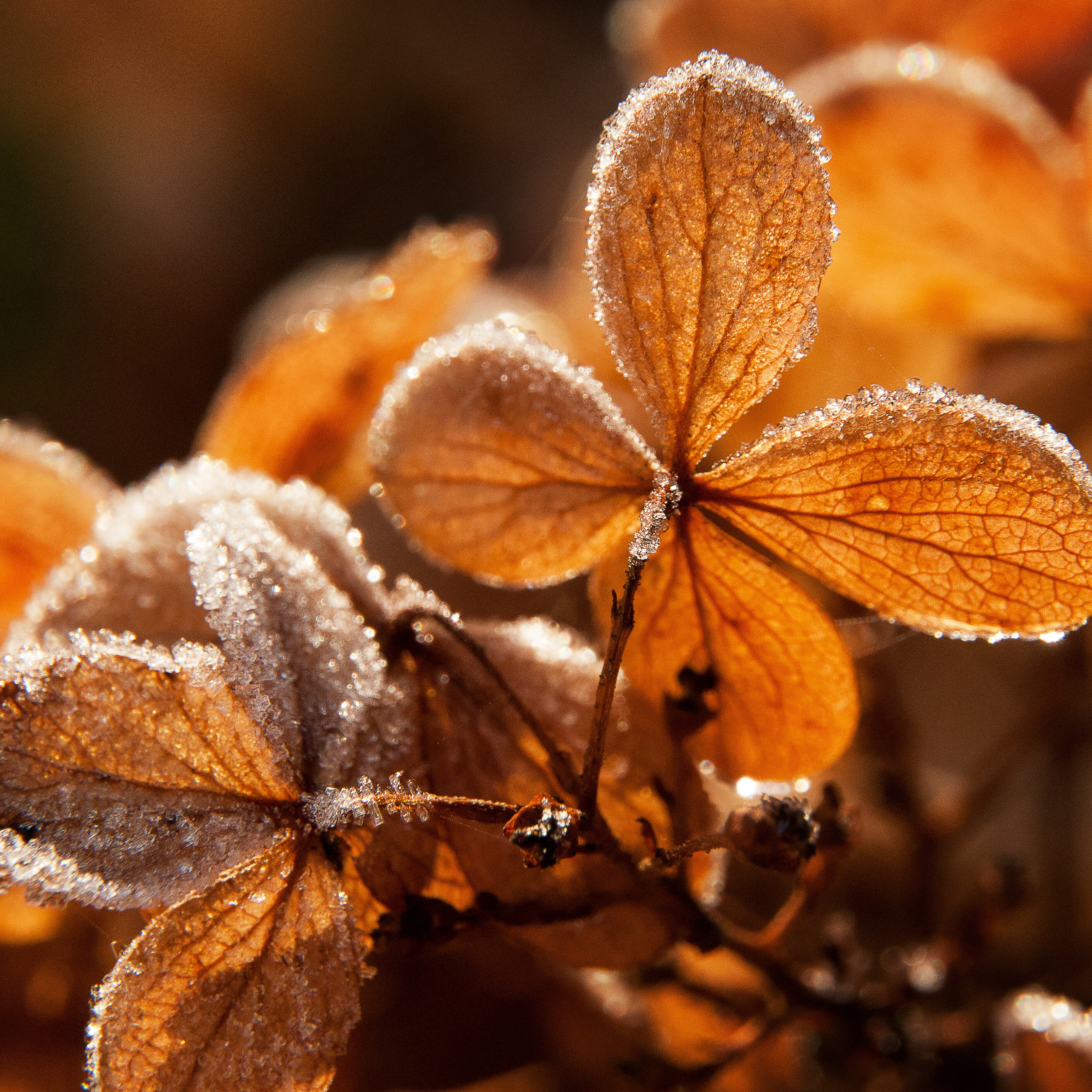 Иней. Антон Денисенко