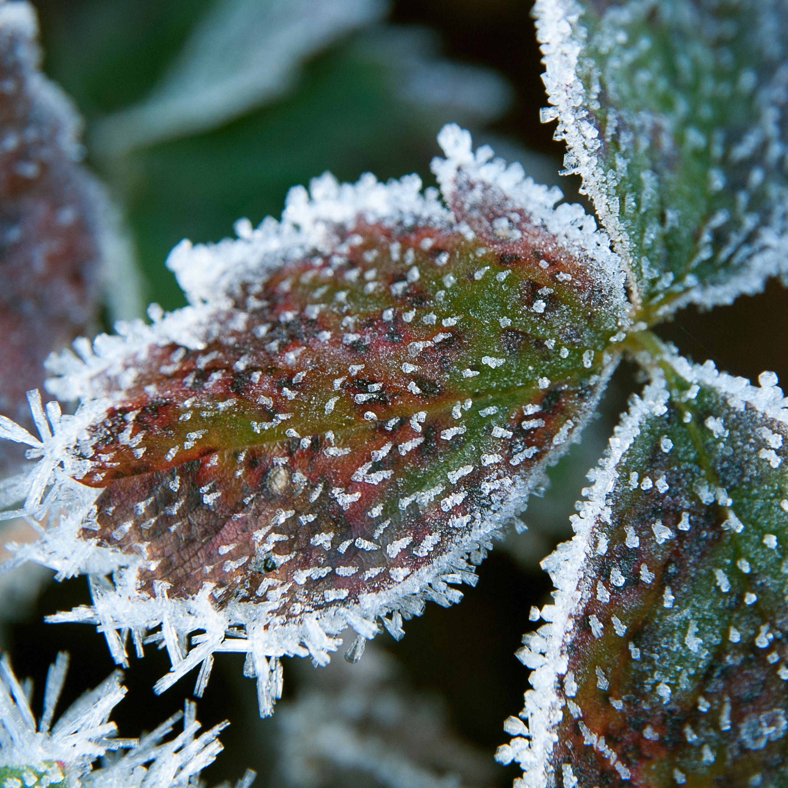 Иней. Антон Денисенко