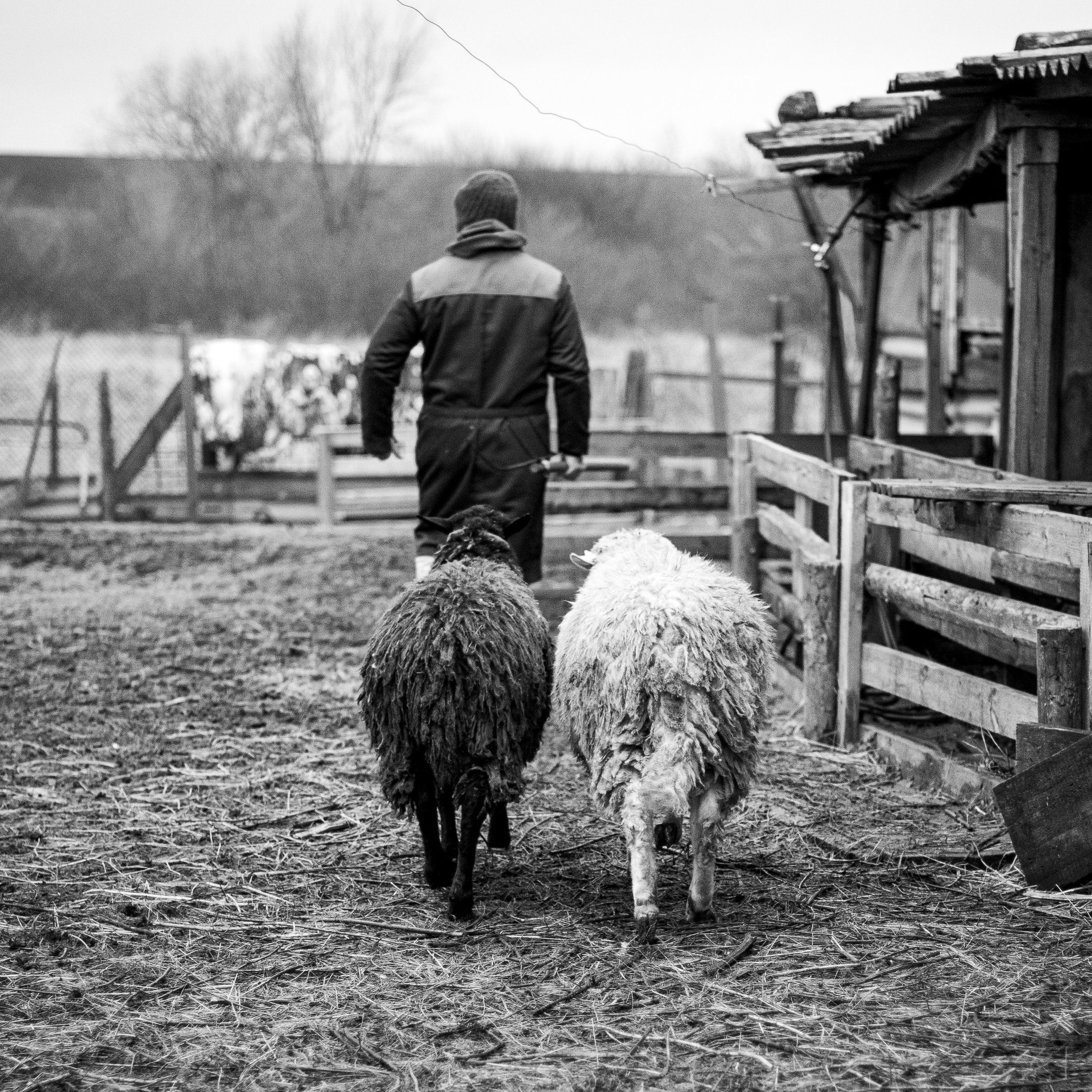 Деревня / Ферма. Антон Денисенко