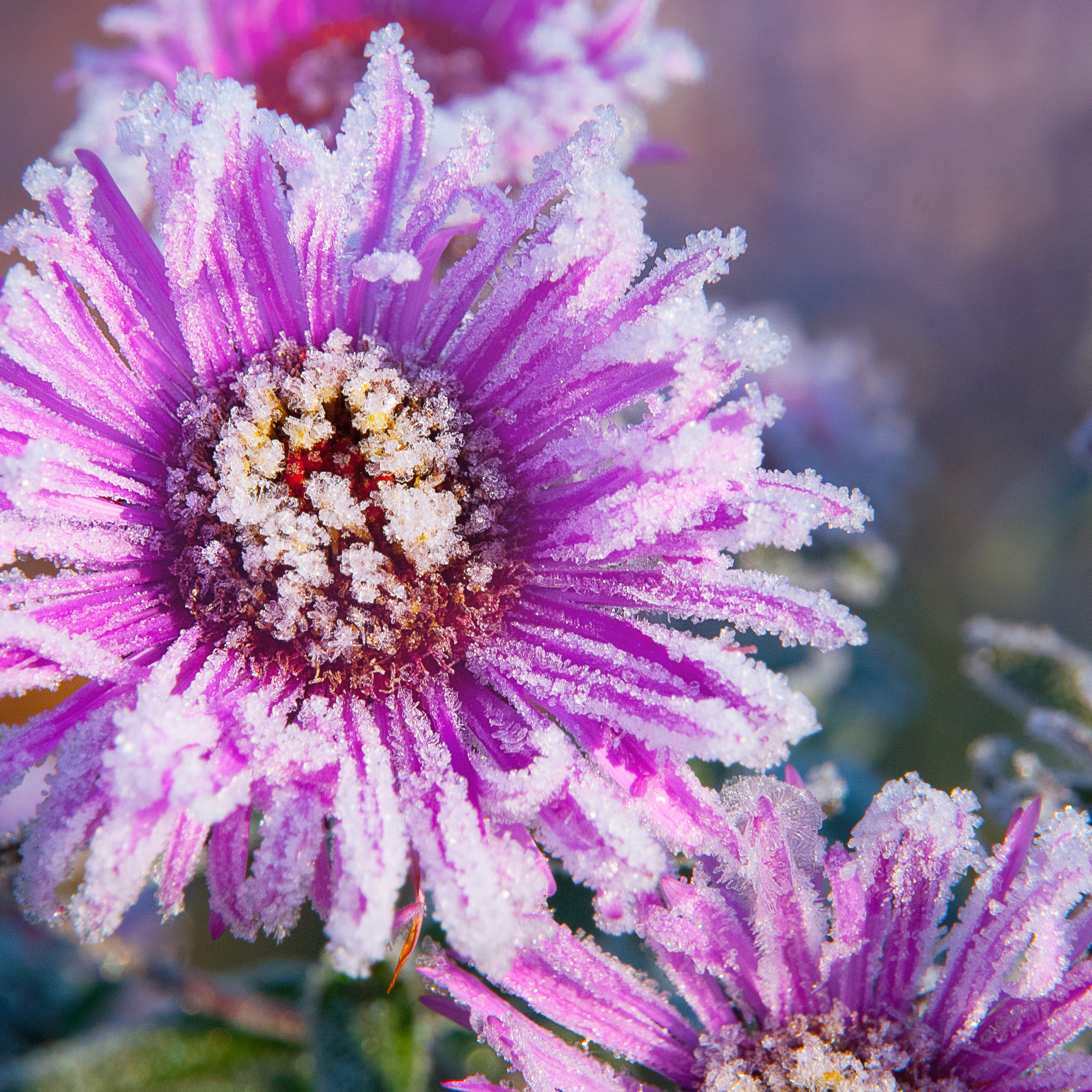 Иней. Антон Денисенко