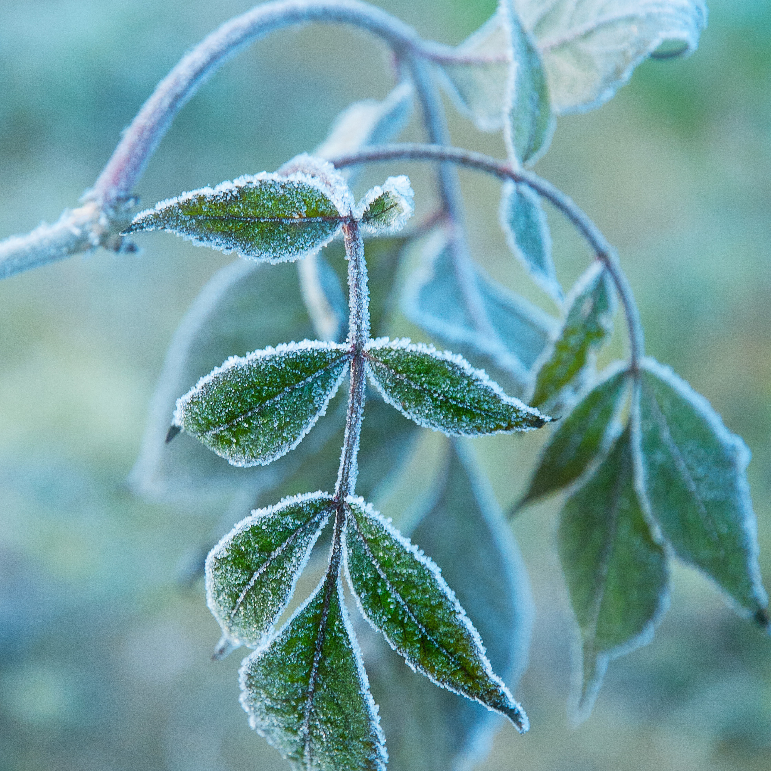 Иней. Антон Денисенко