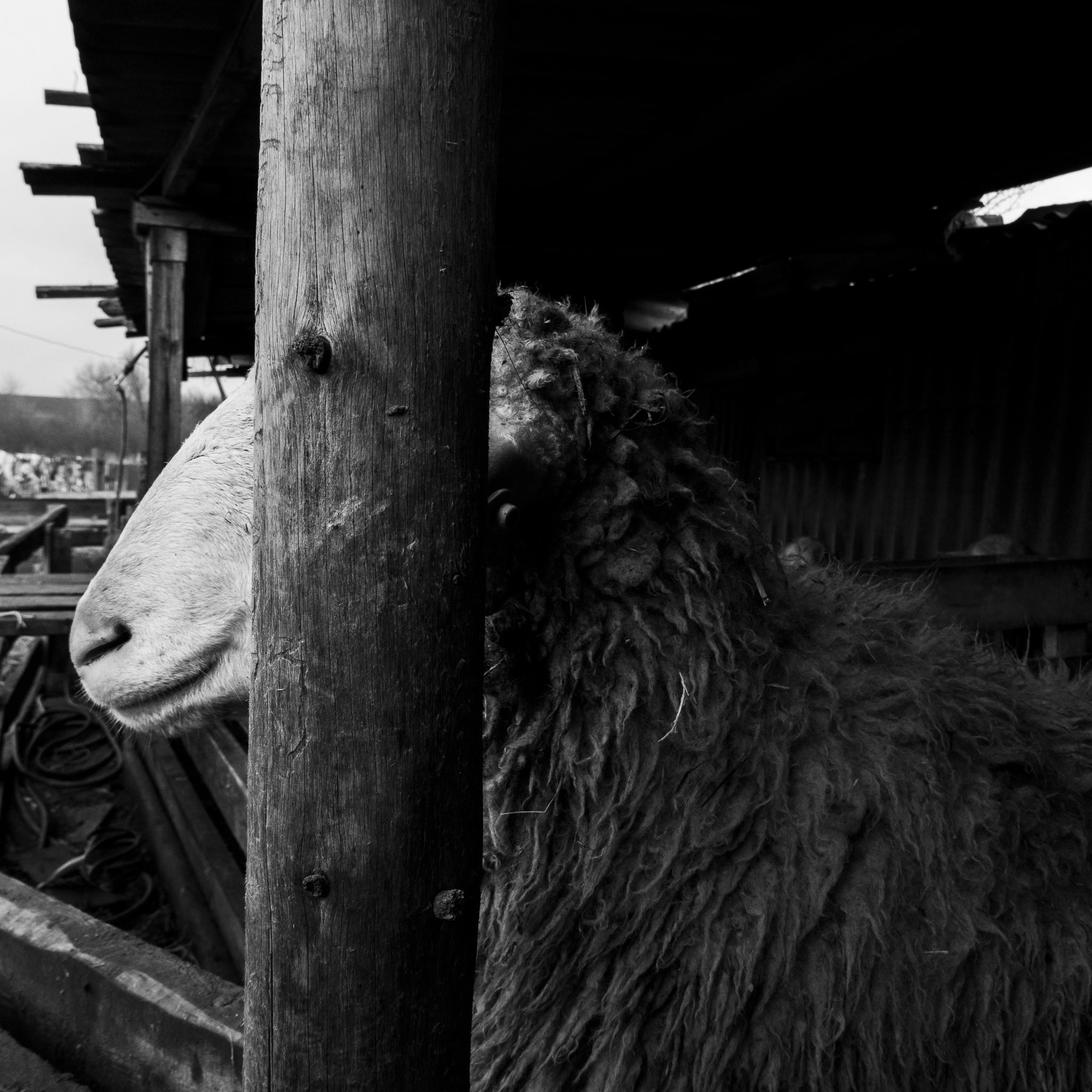 Деревня / Ферма. Антон Денисенко