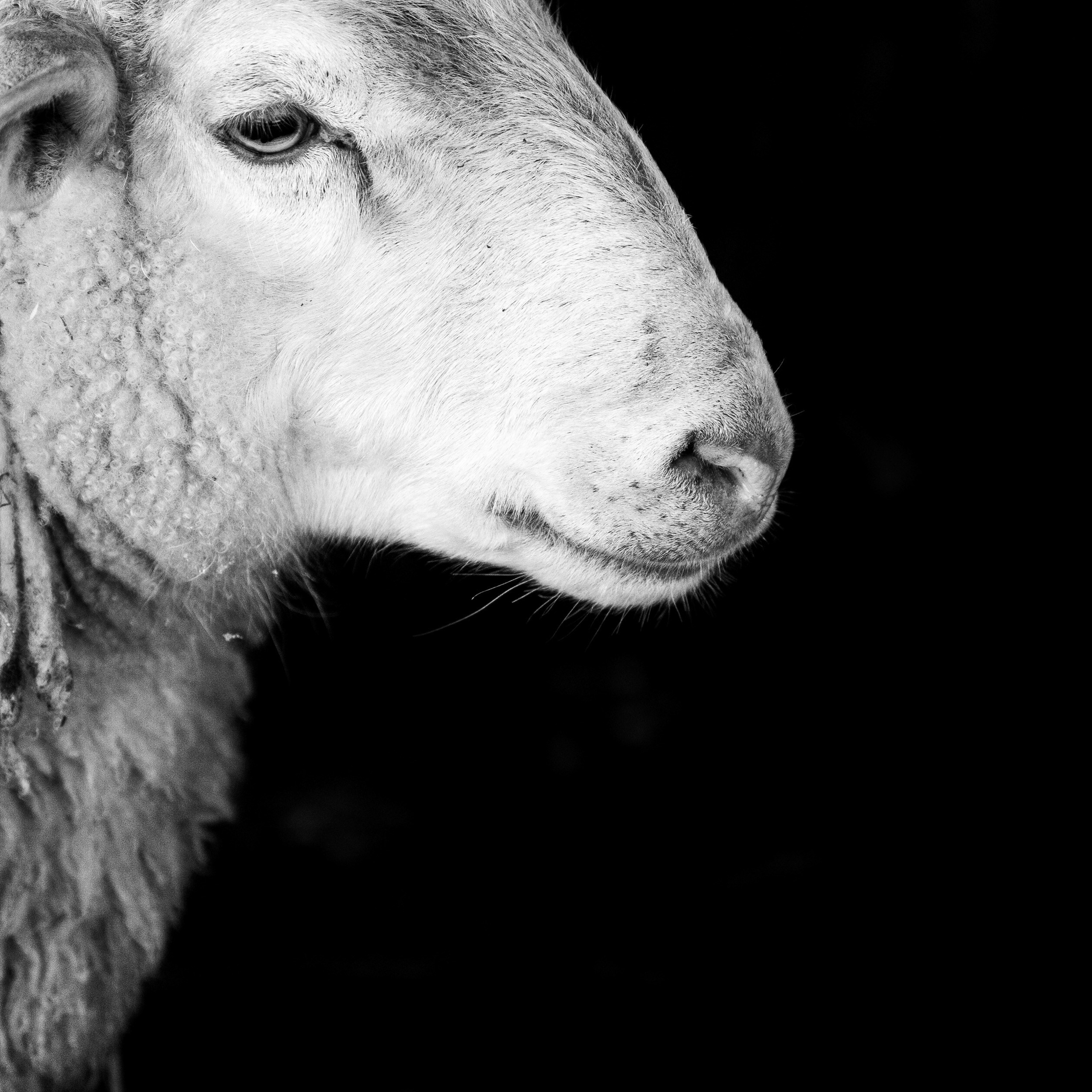 Деревня / Ферма. Антон Денисенко