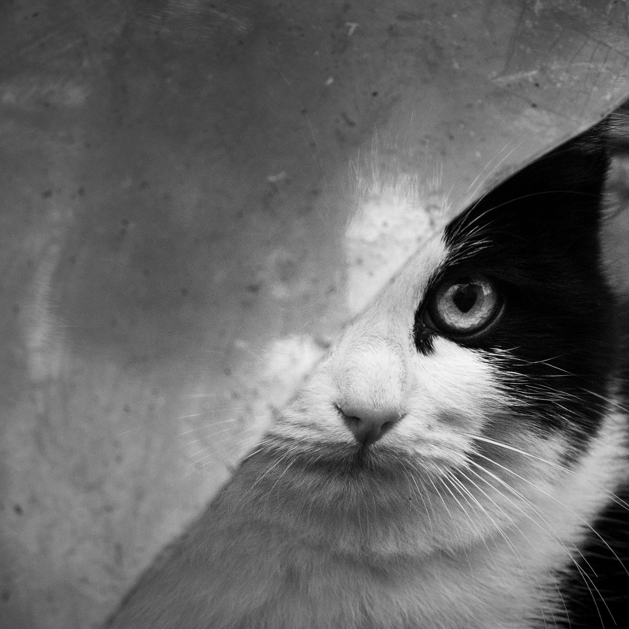 Деревня / Ферма. Антон Денисенко