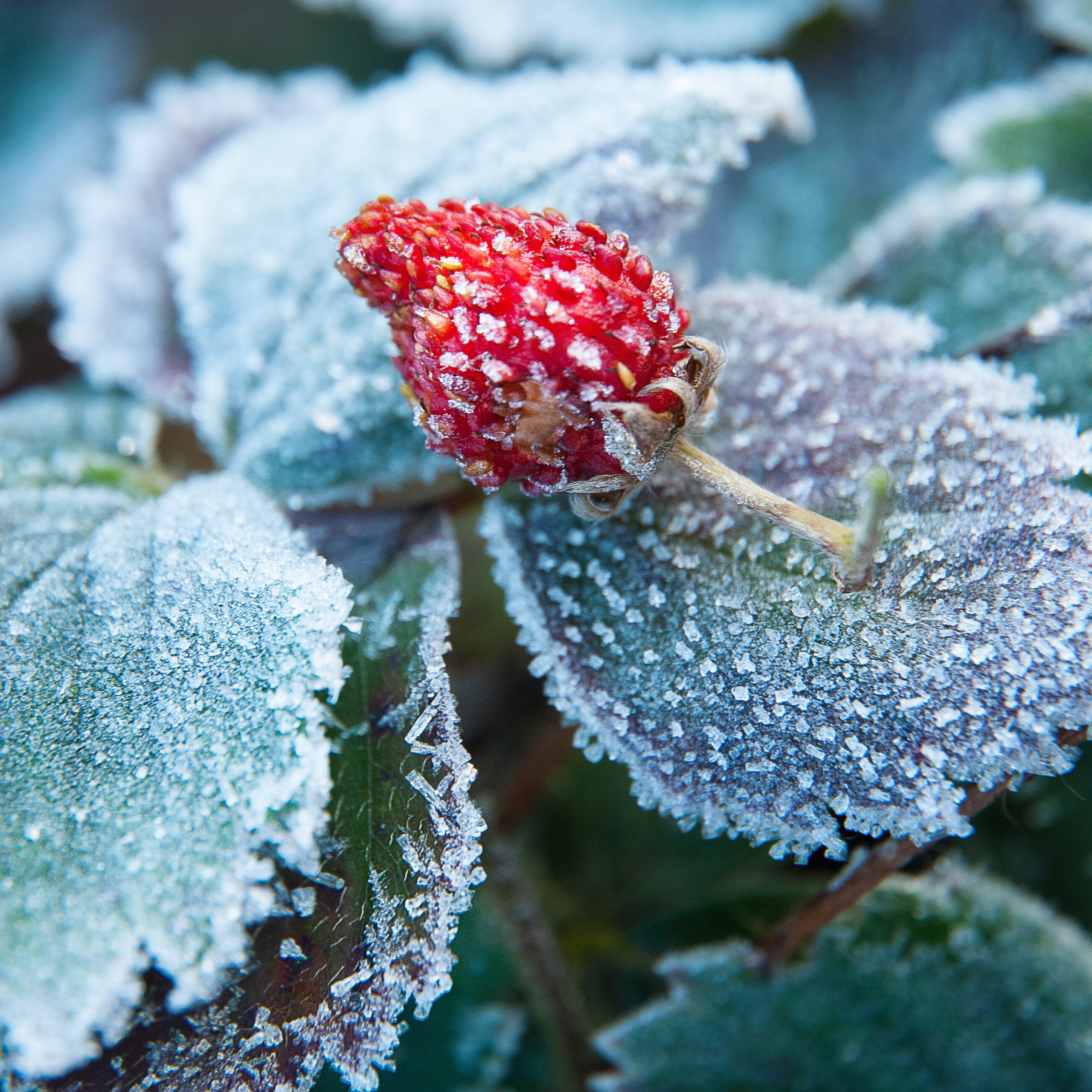 Иней. Антон Денисенко