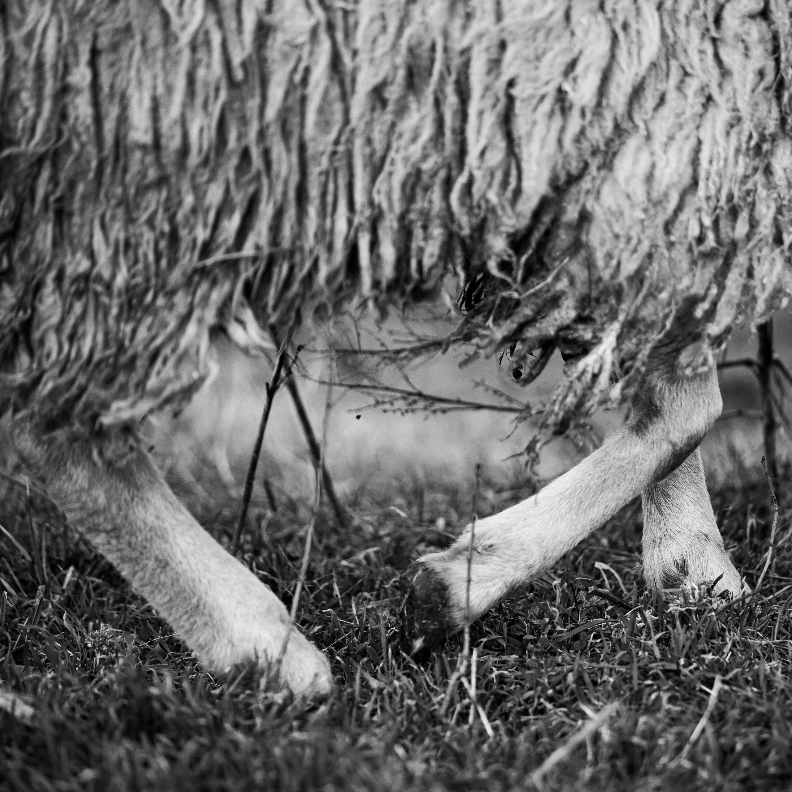 Деревня / Ферма. Антон Денисенко