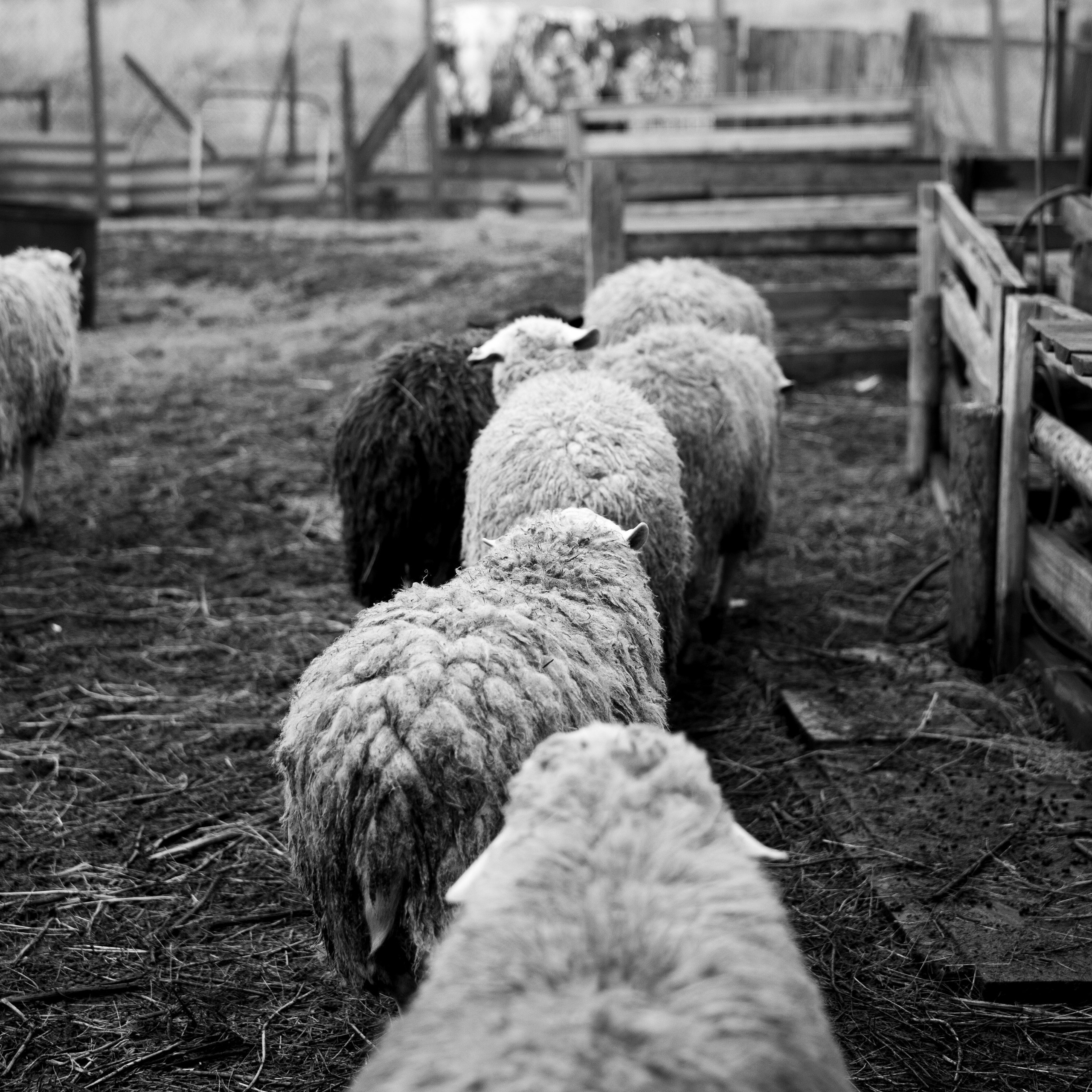 Деревня / Ферма. Антон Денисенко