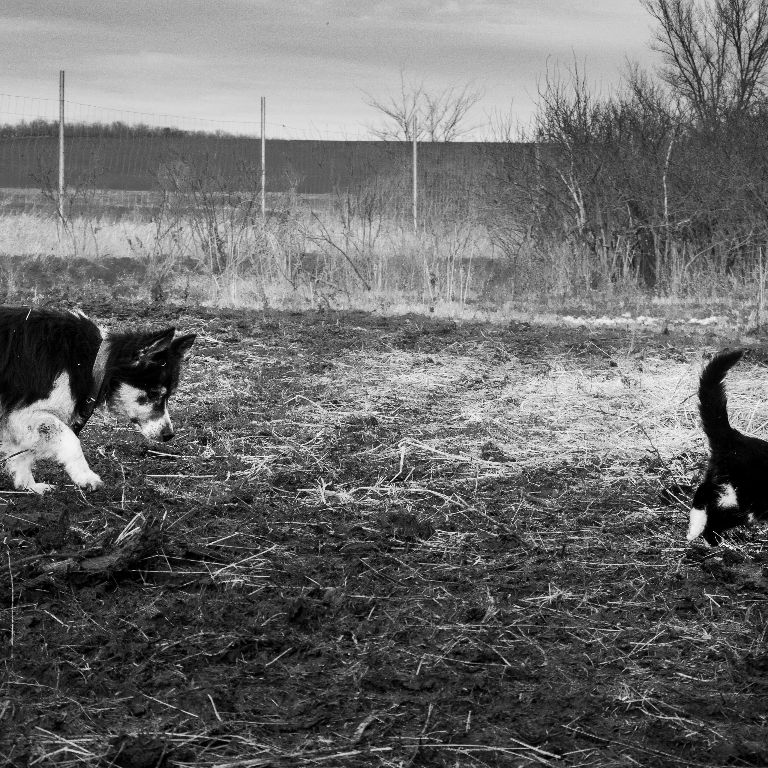 Деревня / Ферма. Антон Денисенко