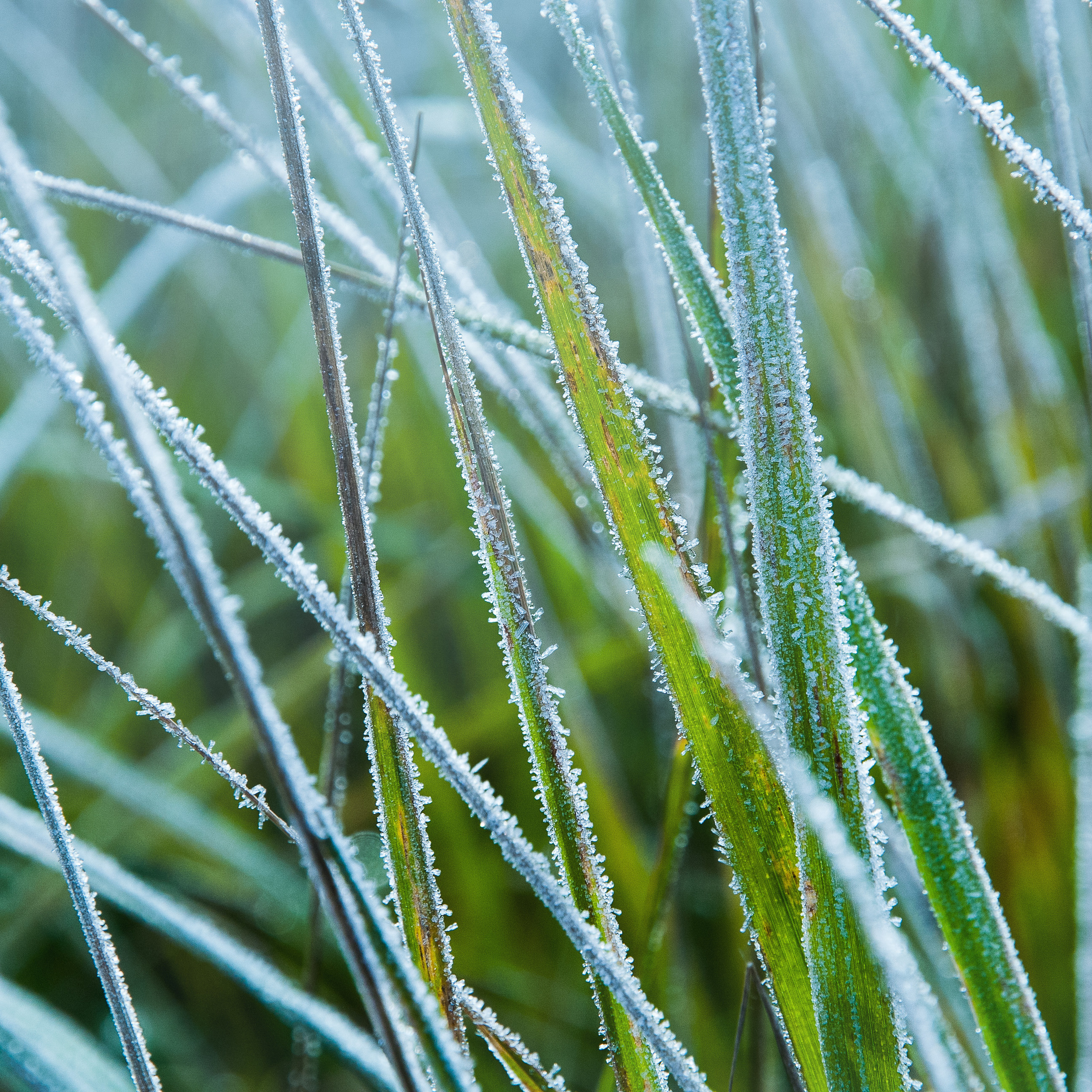 Иней. Антон Денисенко