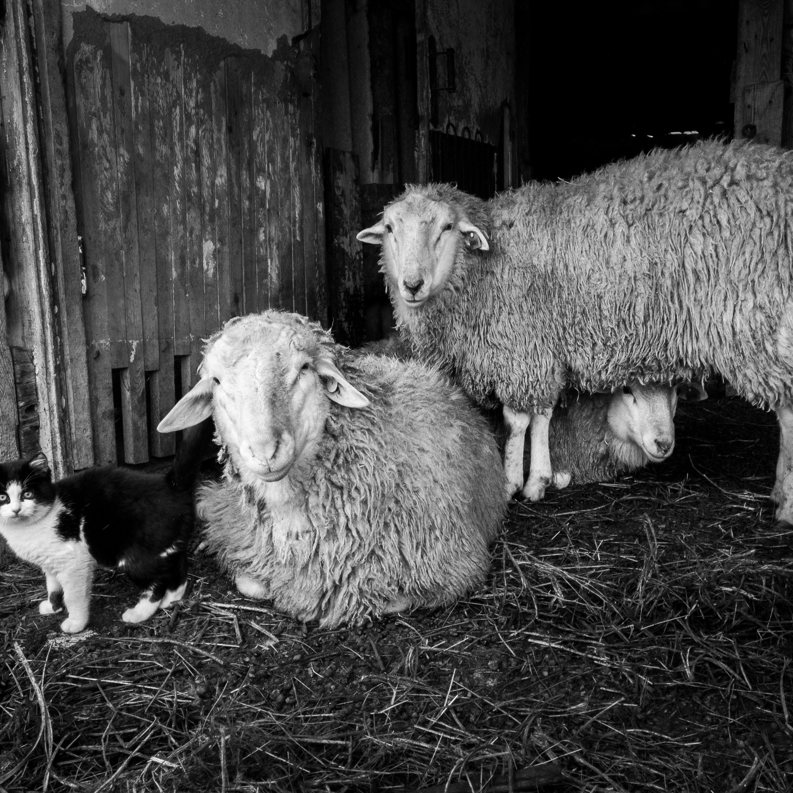 Деревня / Ферма. Антон Денисенко