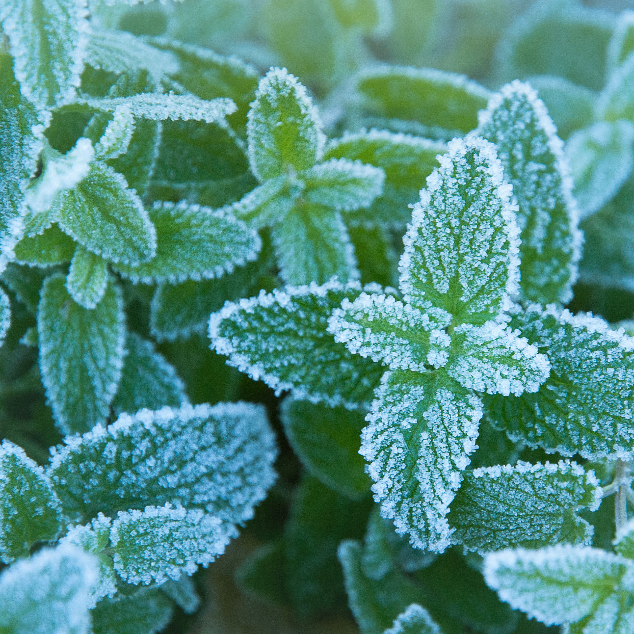 Иней. Антон Денисенко