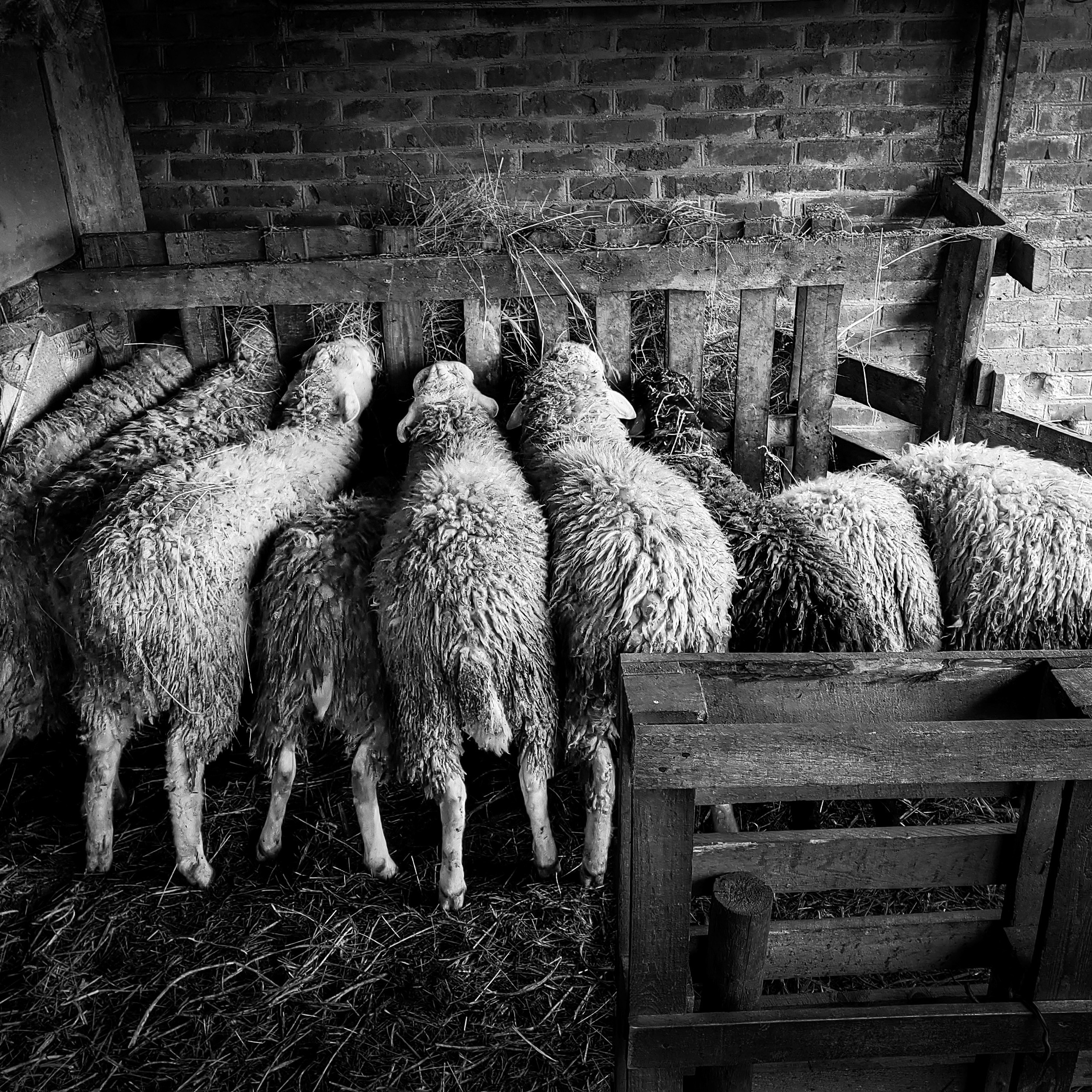 Деревня / Ферма. Антон Денисенко