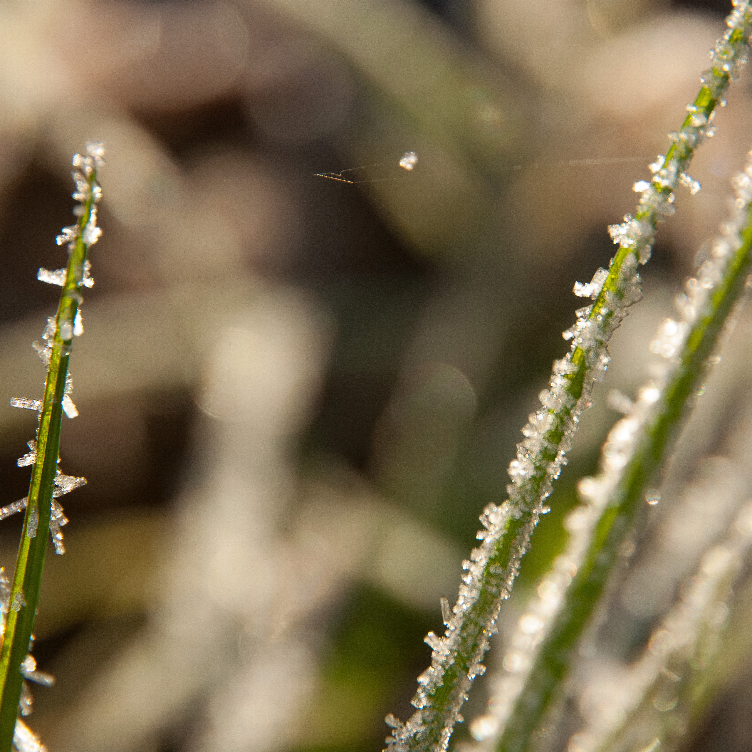 Иней. Антон Денисенко