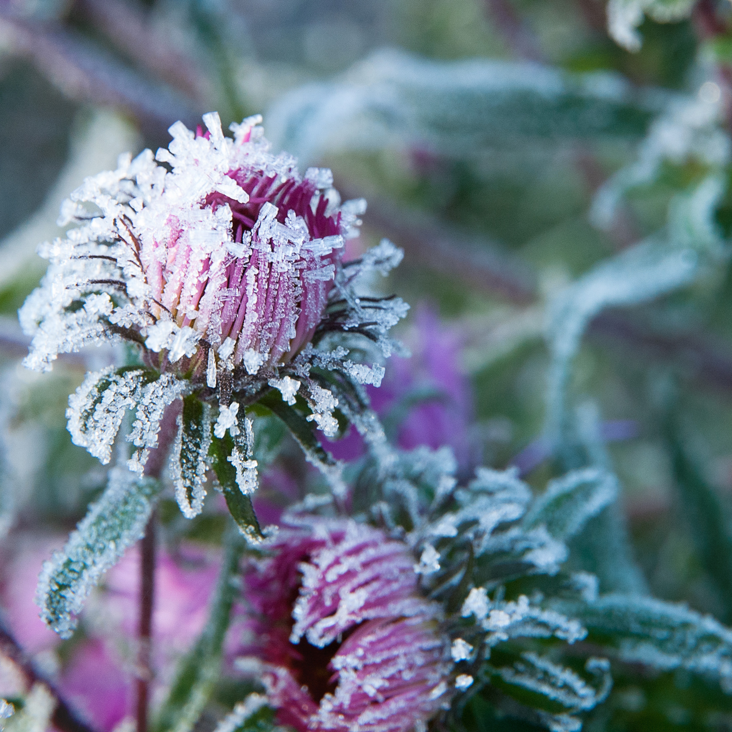 Иней. Антон Денисенко