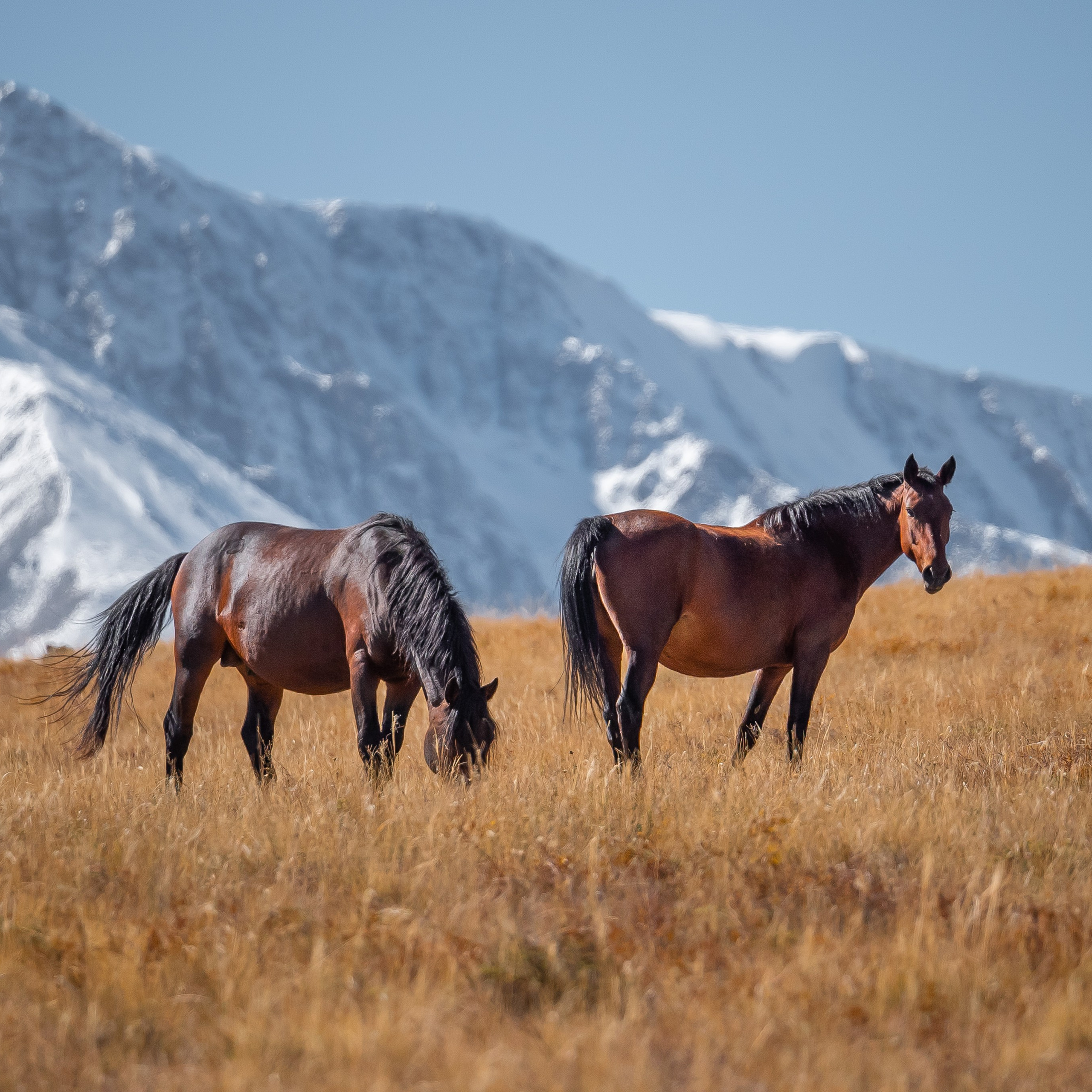 Горный Алтай. Антон Денисенко
