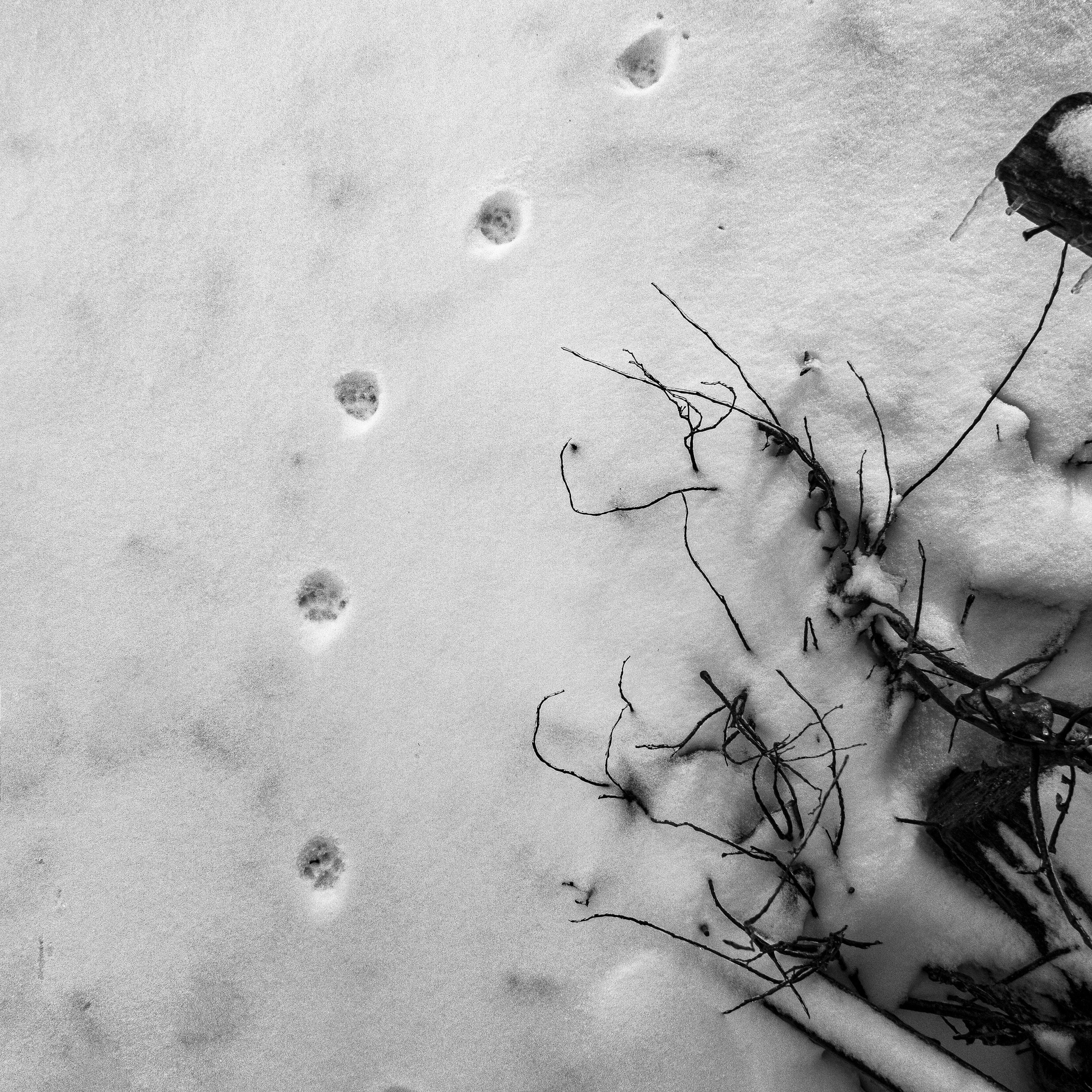 Деревня / Ферма. Антон Денисенко