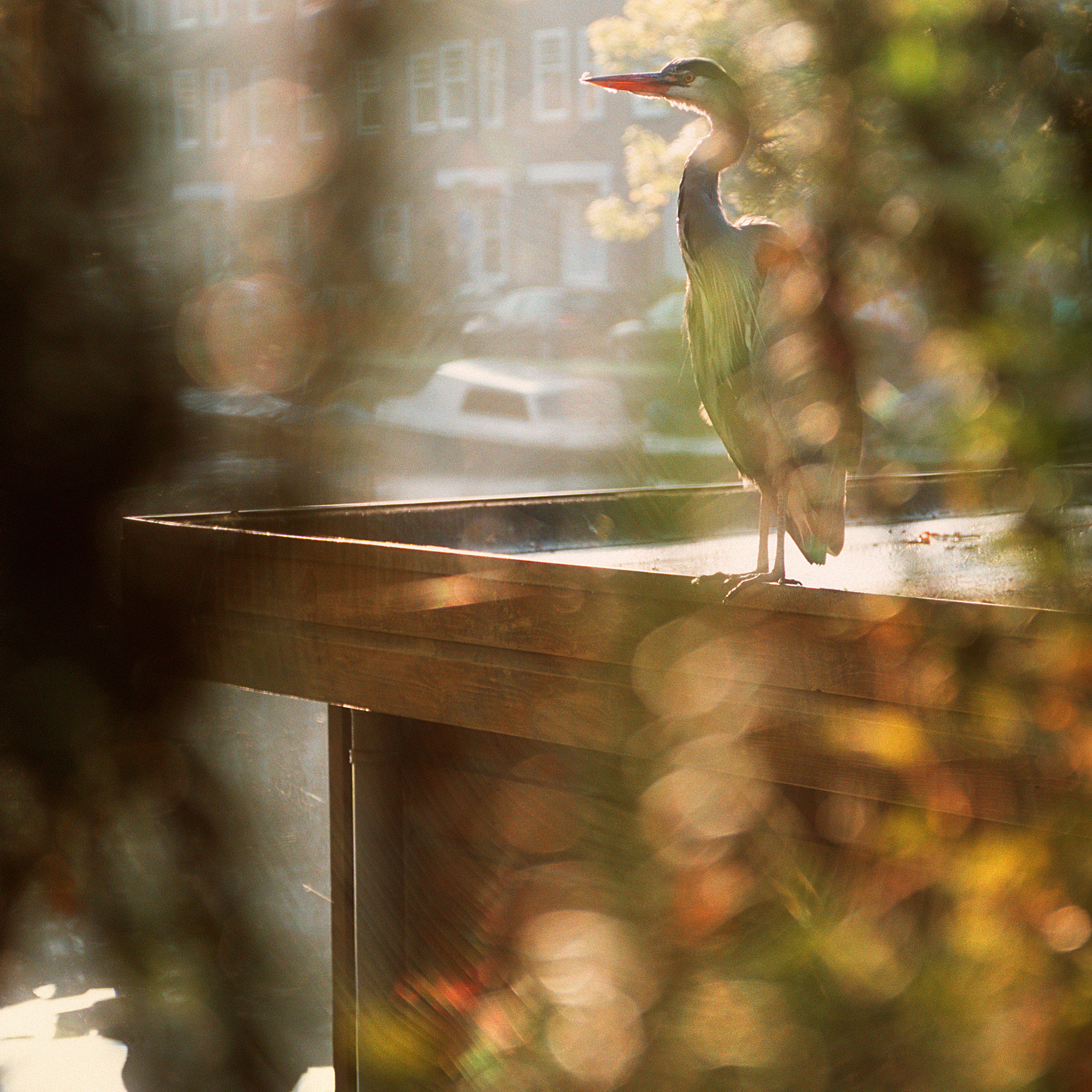 Амстердам II. Антон Денисенко