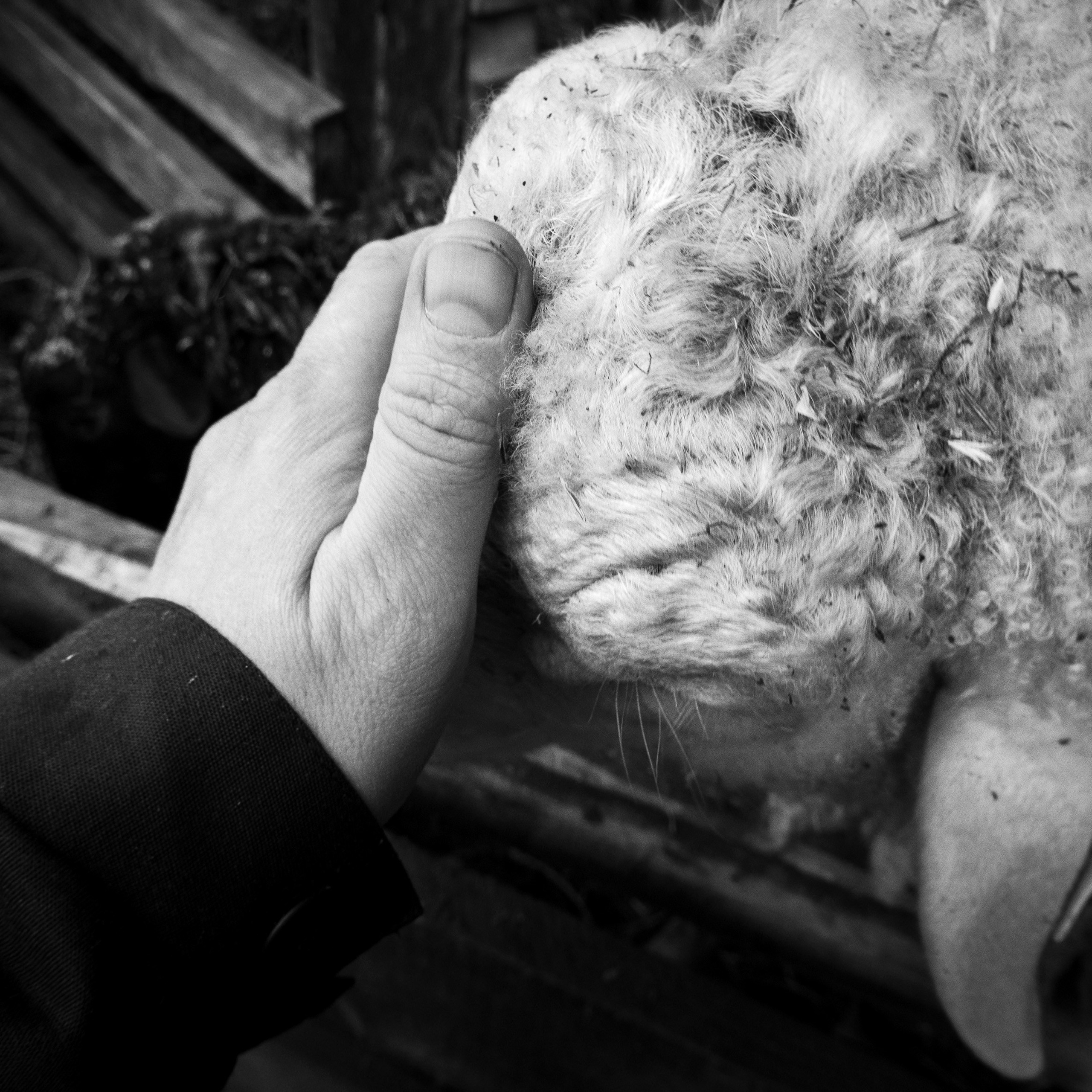 Деревня / Ферма. Антон Денисенко