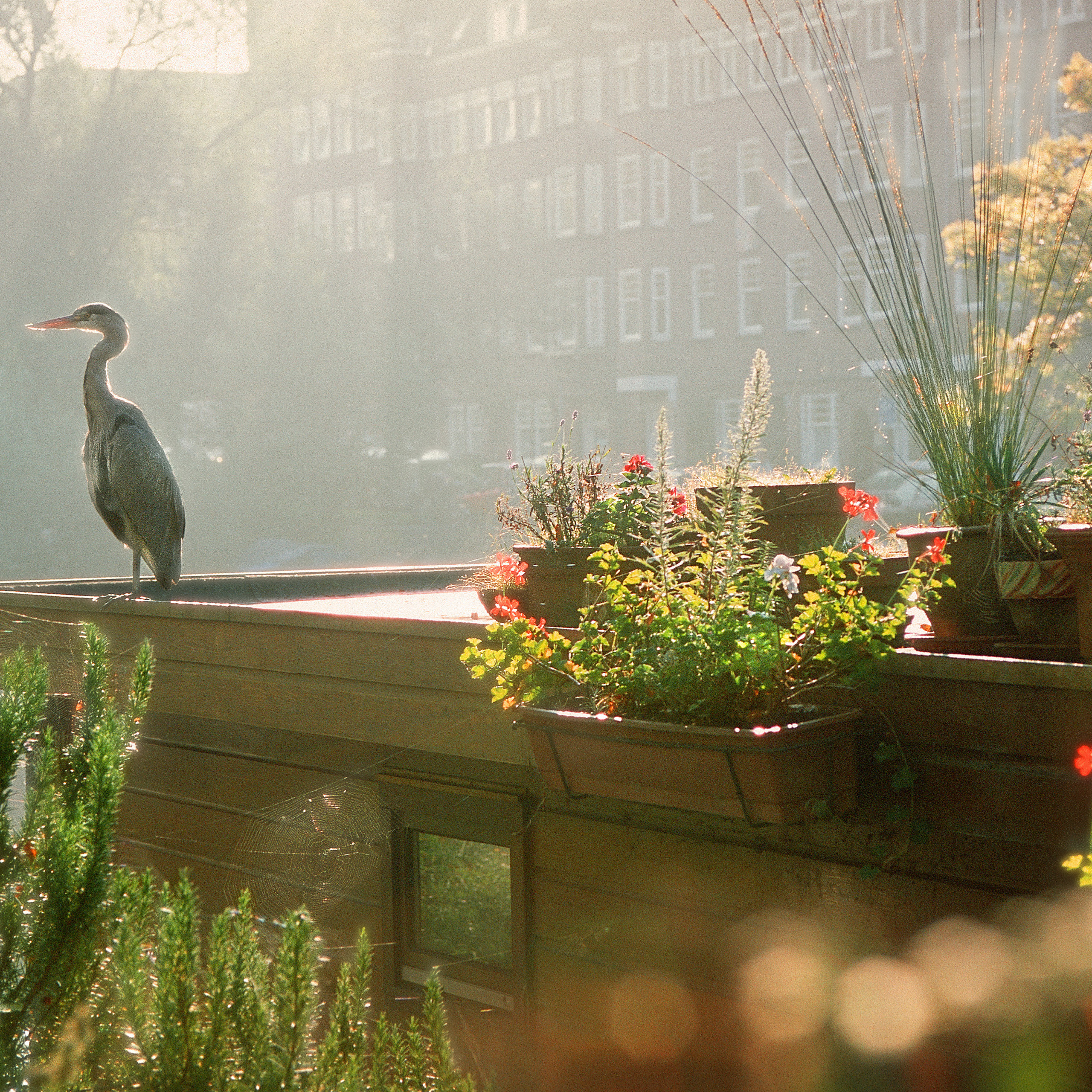 Амстердам II. Антон Денисенко