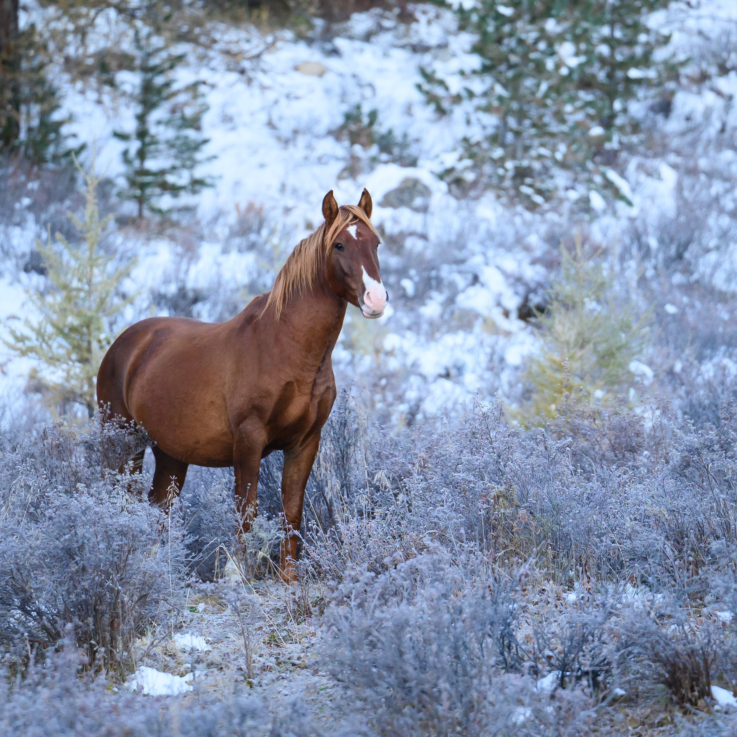 Горный Алтай. Антон Денисенко