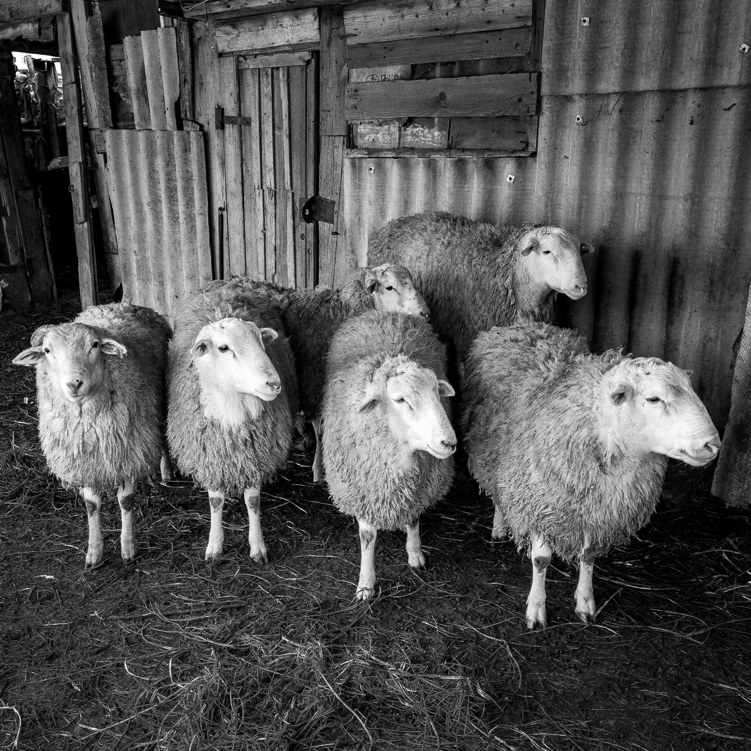 Деревня / Ферма. Антон Денисенко