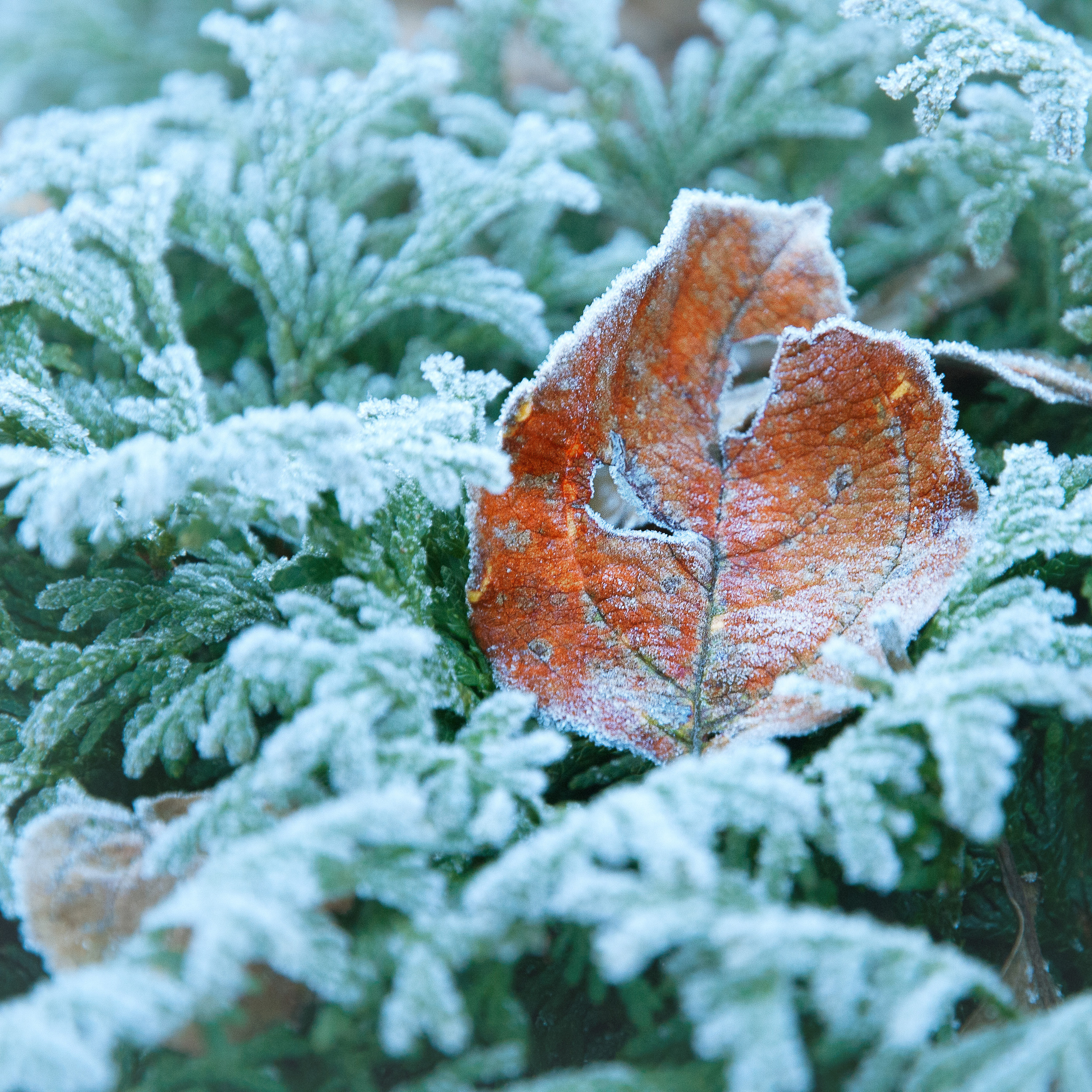 Иней. Антон Денисенко