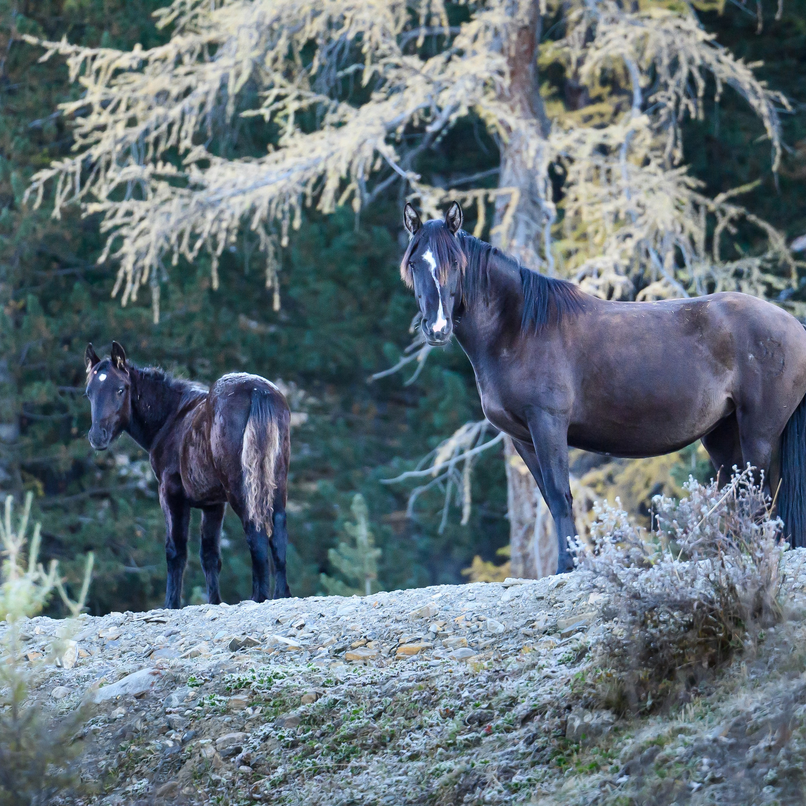 Горный Алтай. Антон Денисенко