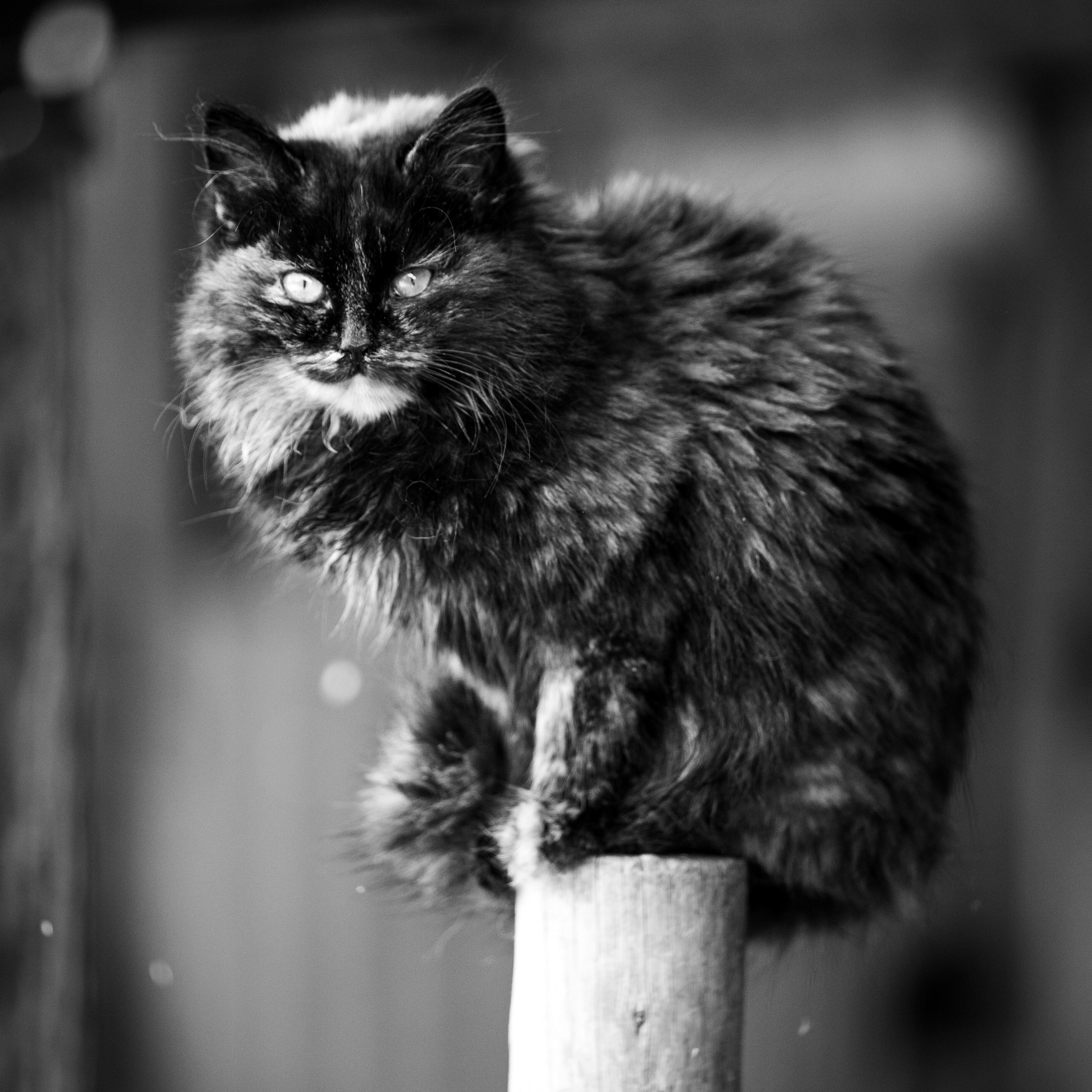 Деревня / Ферма. Антон Денисенко