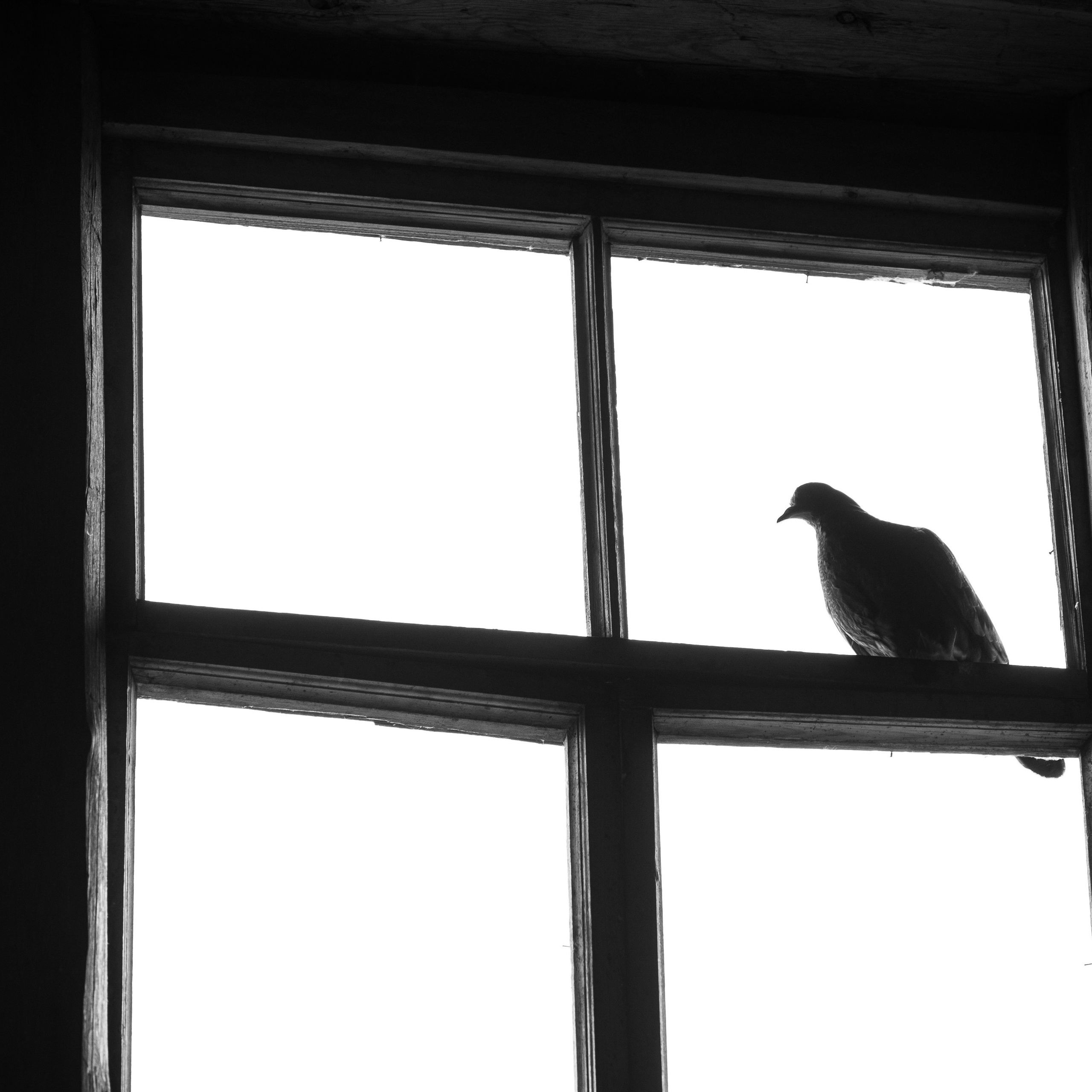 Деревня / Север II. Антон Денисенко