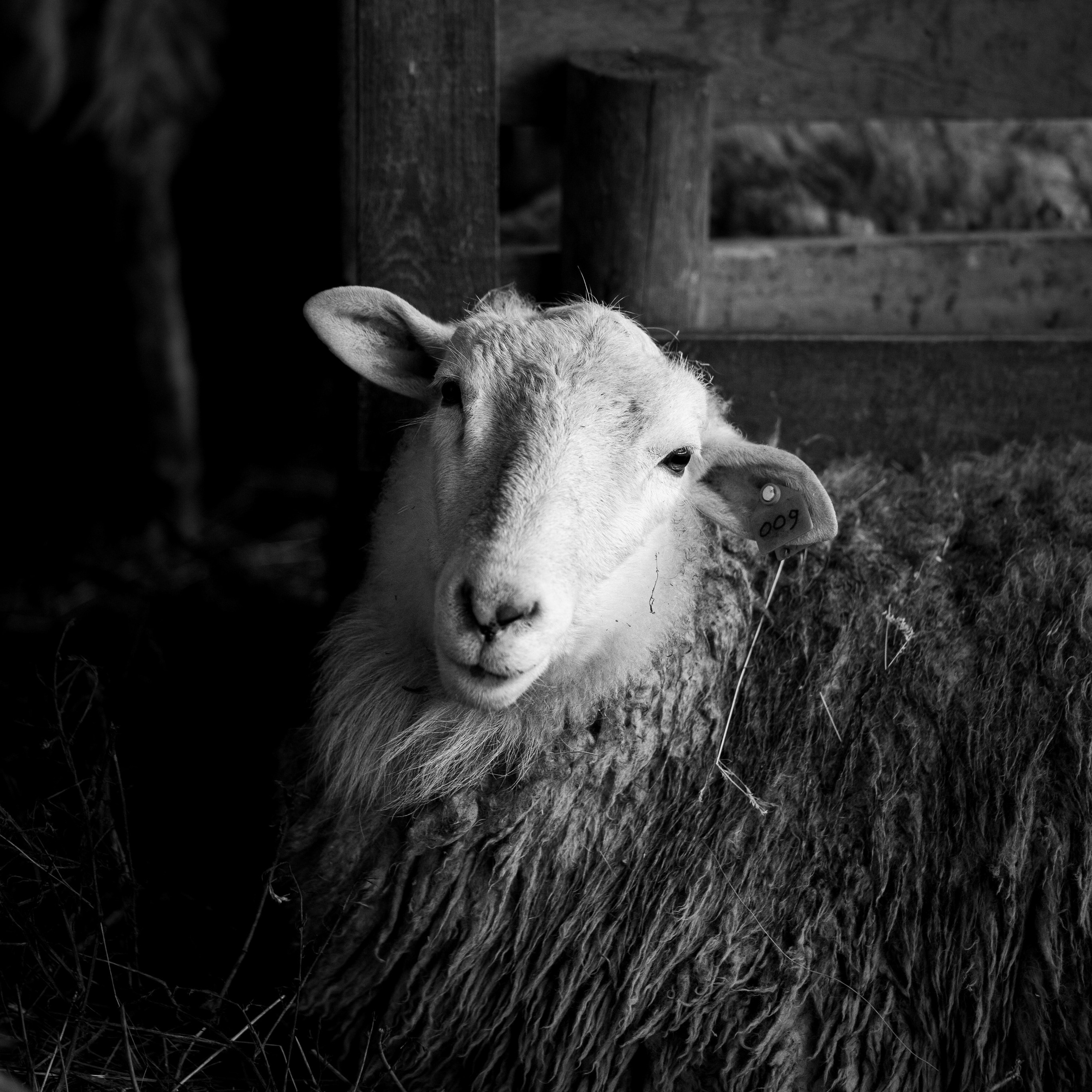 Деревня / Ферма. Антон Денисенко