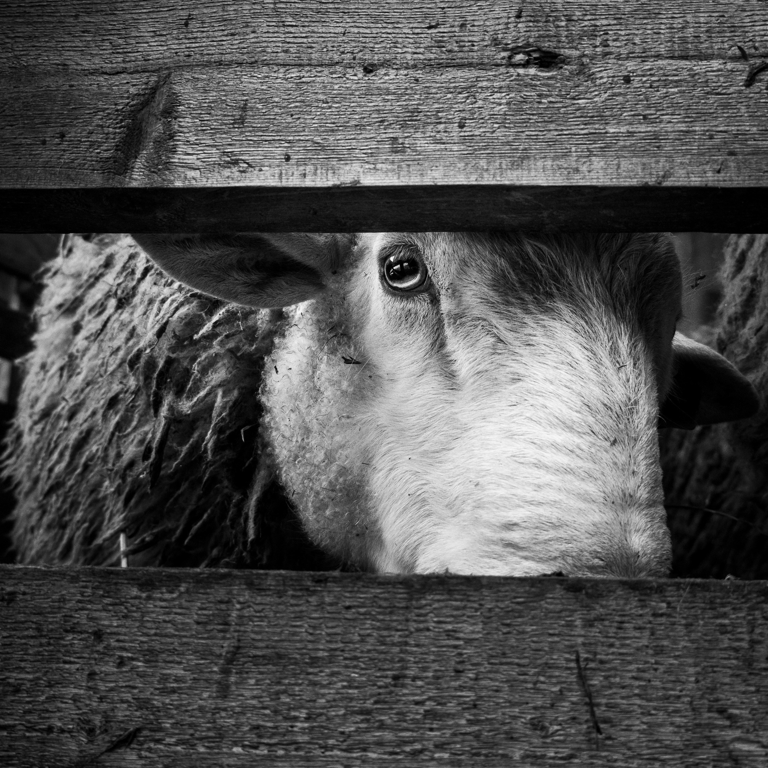 Деревня / Ферма. Антон Денисенко