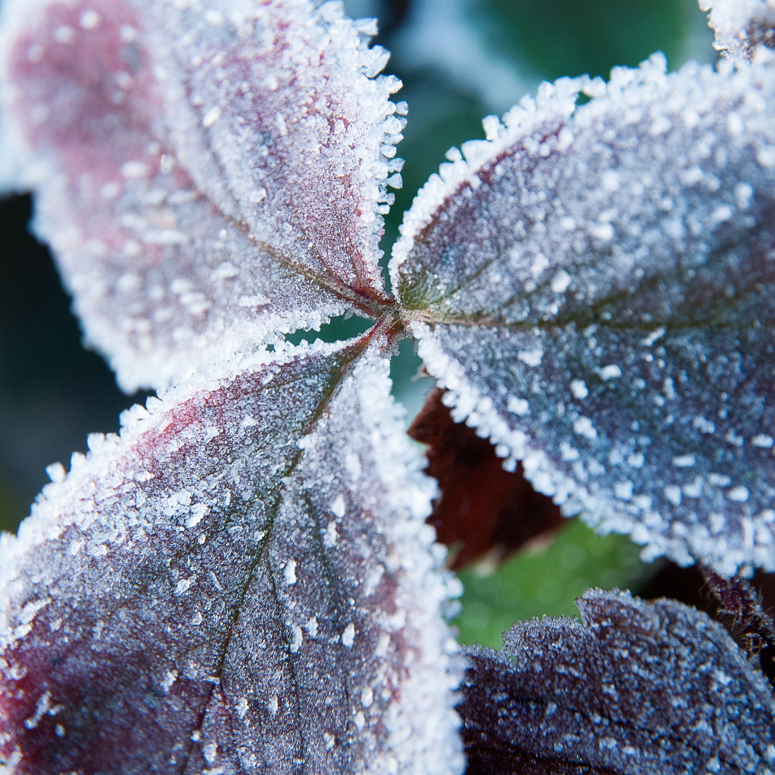 Иней. Антон Денисенко