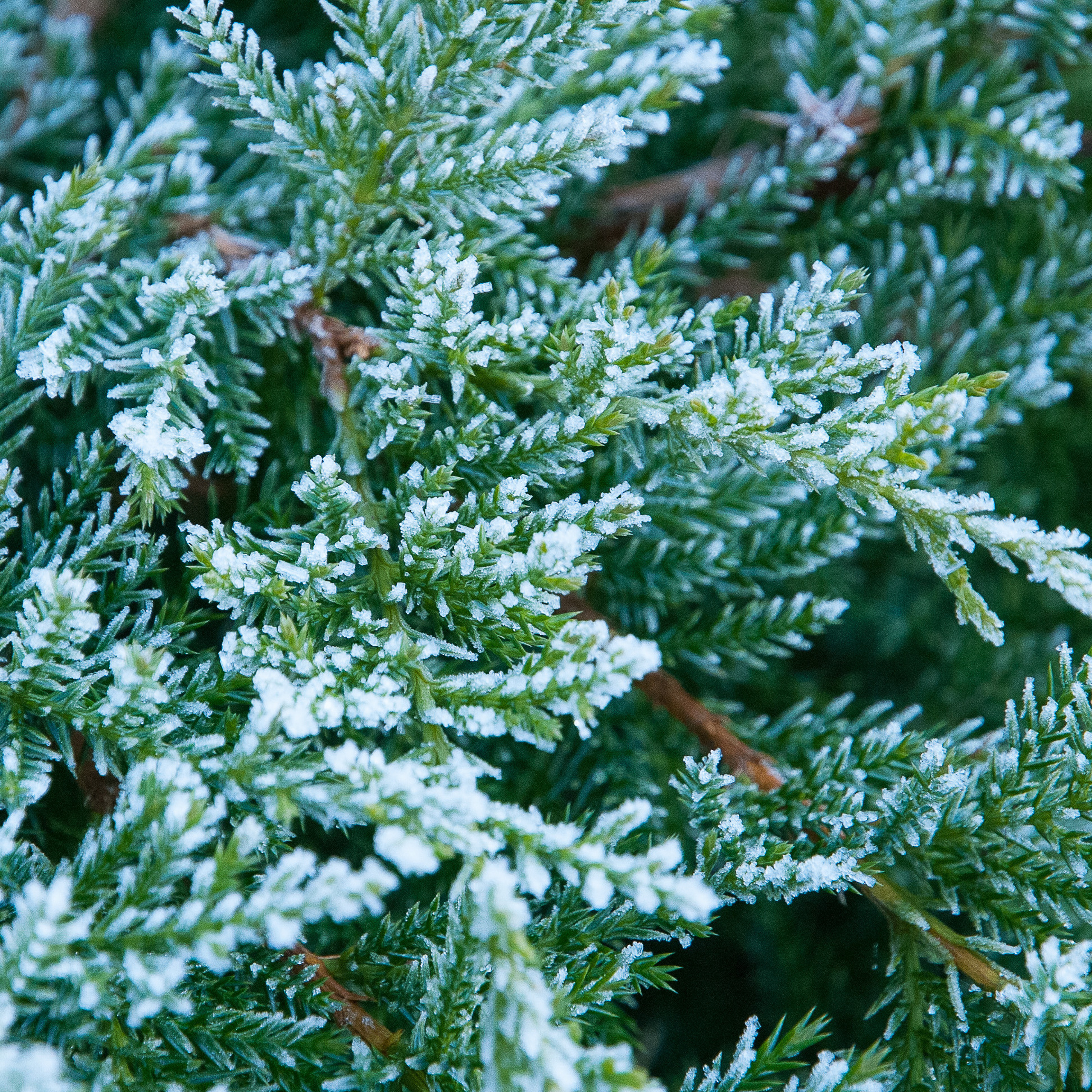 Иней. Антон Денисенко