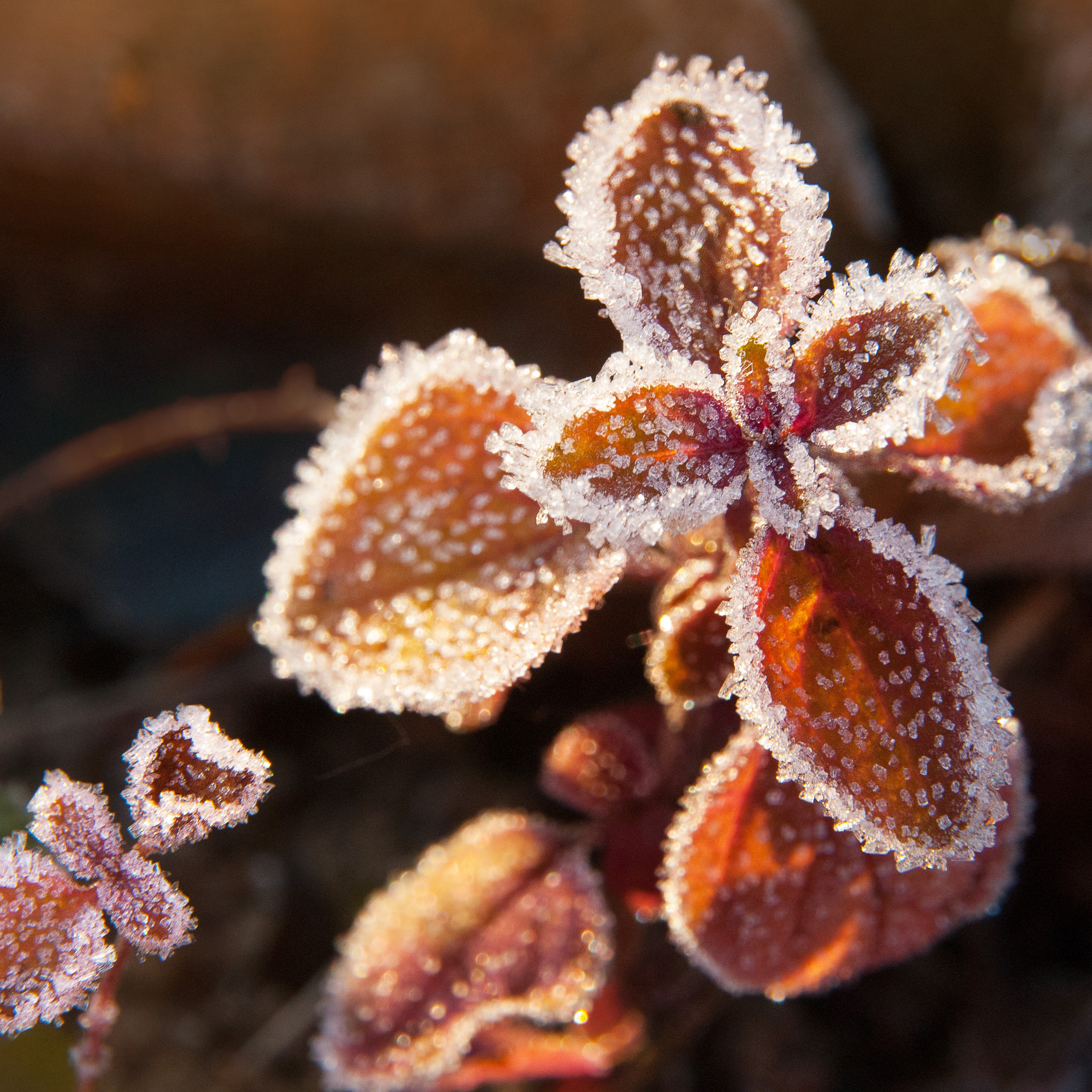 Иней. Антон Денисенко