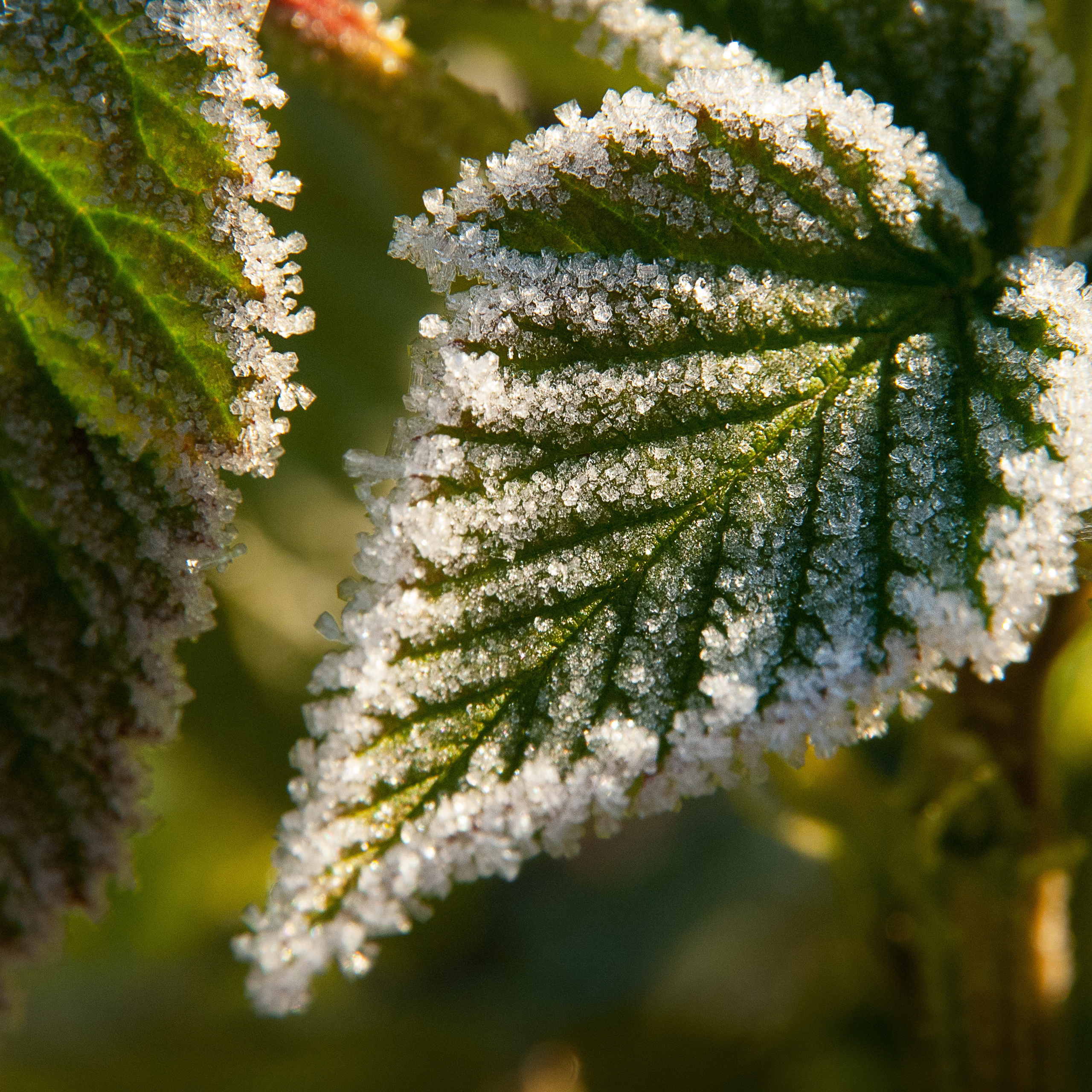 Иней. Антон Денисенко