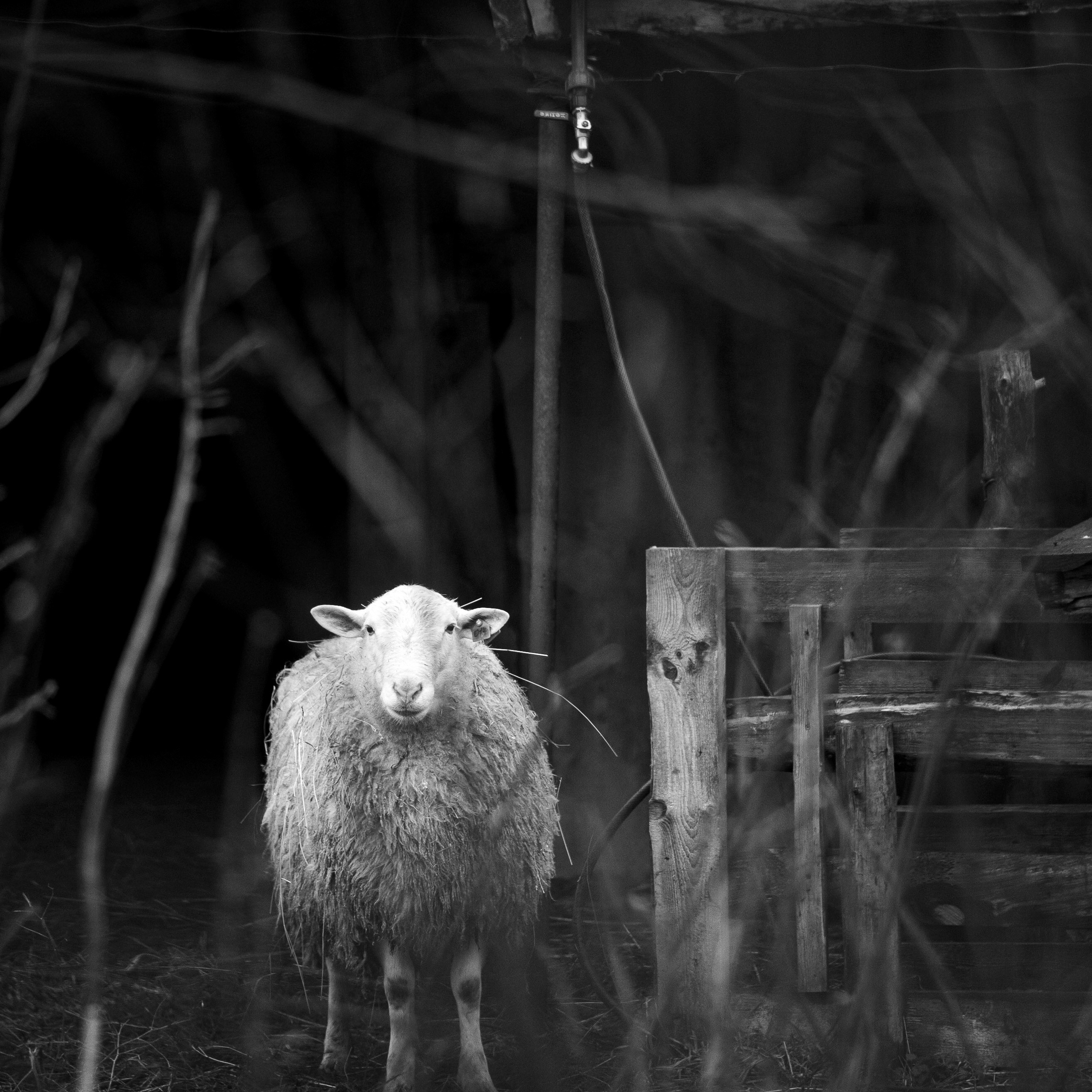 Деревня / Ферма. Антон Денисенко