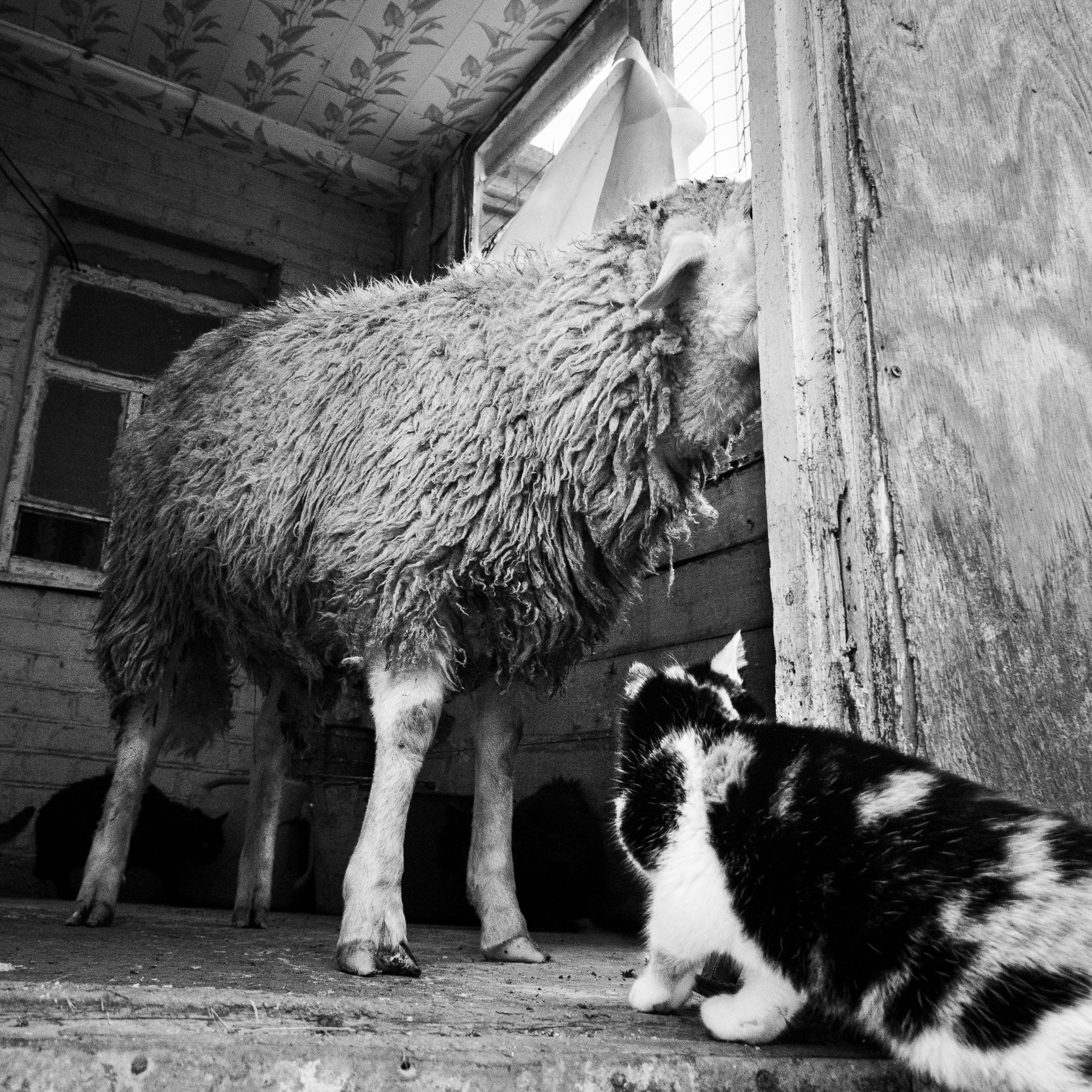 Деревня / Ферма. Антон Денисенко