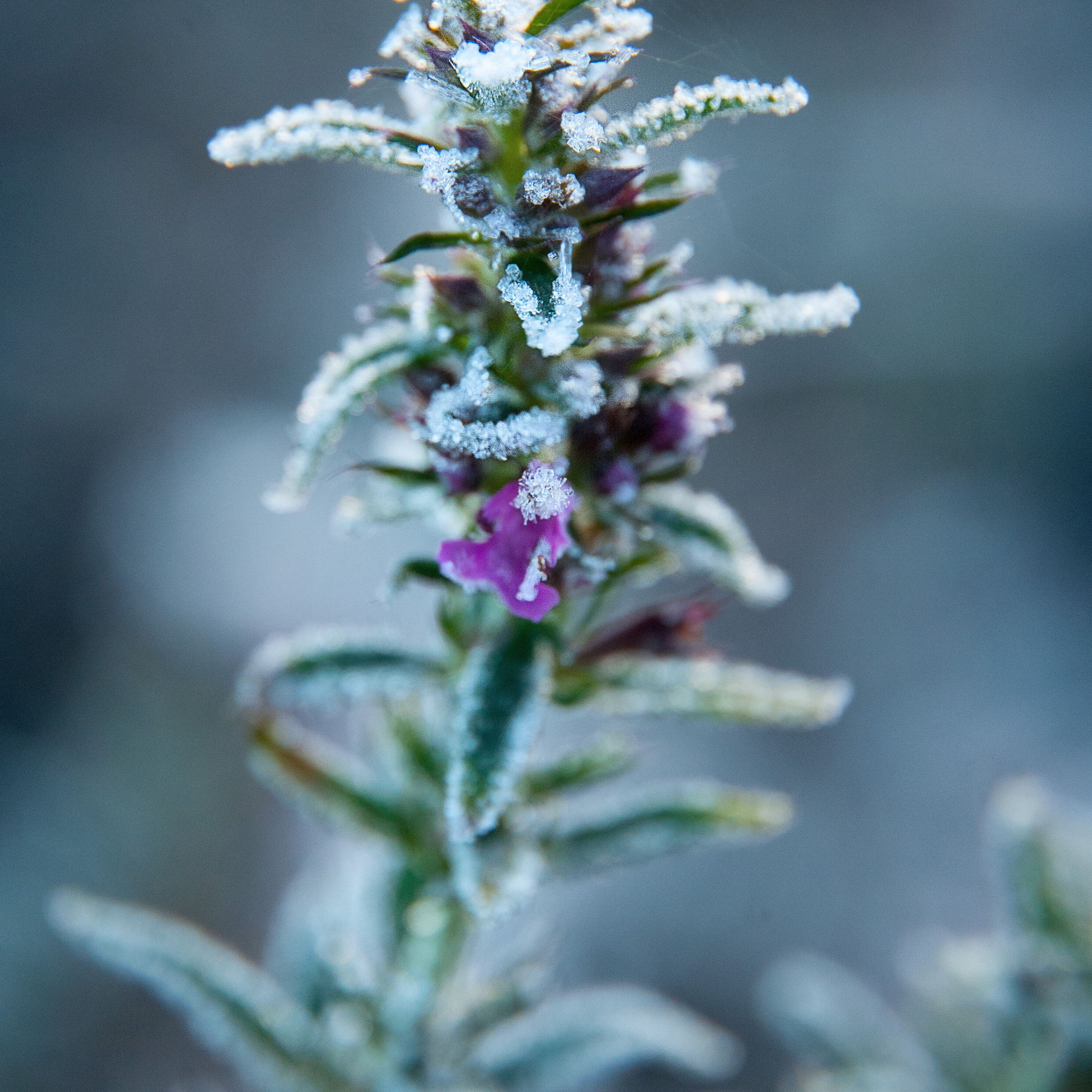 Иней. Антон Денисенко