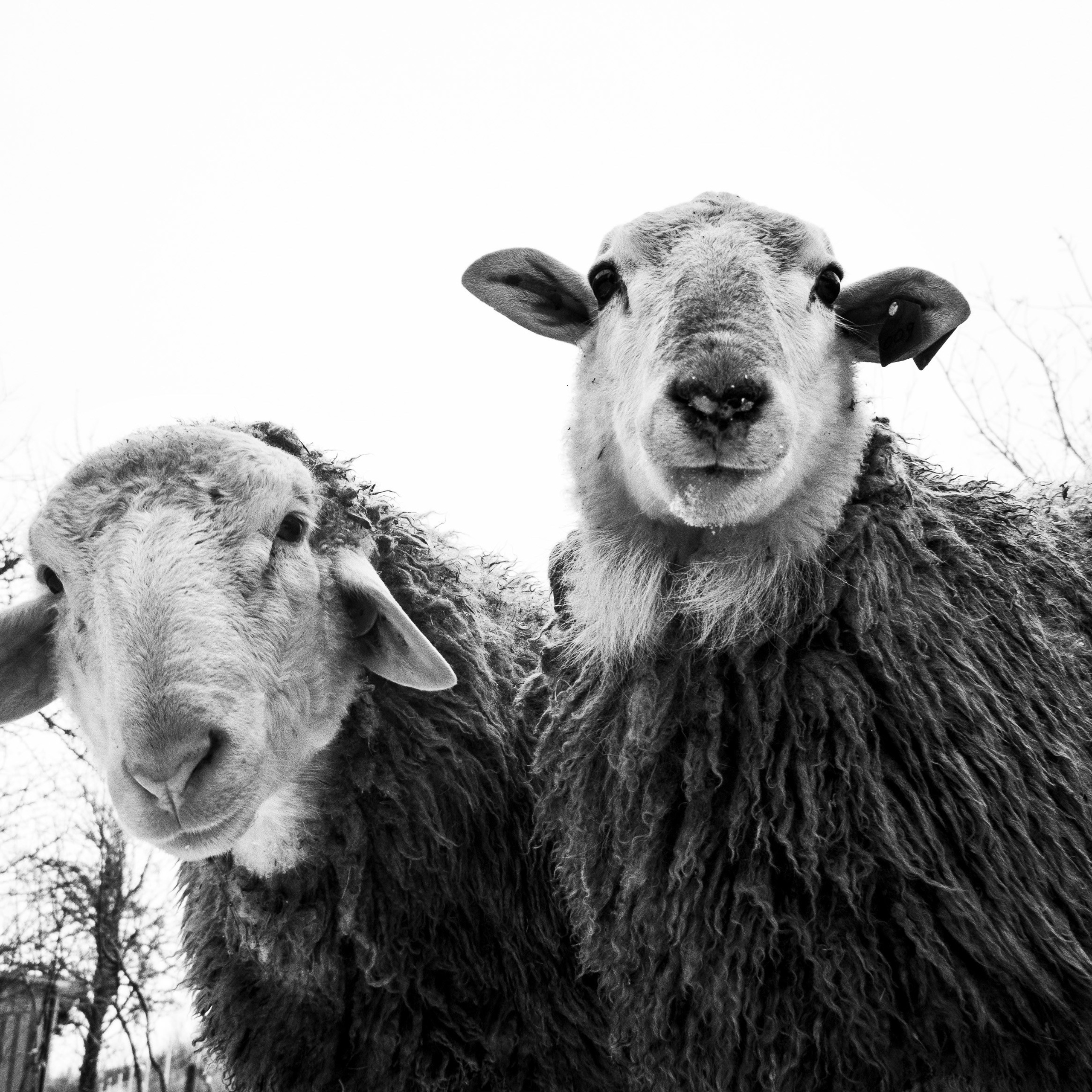 Деревня / Ферма. Антон Денисенко