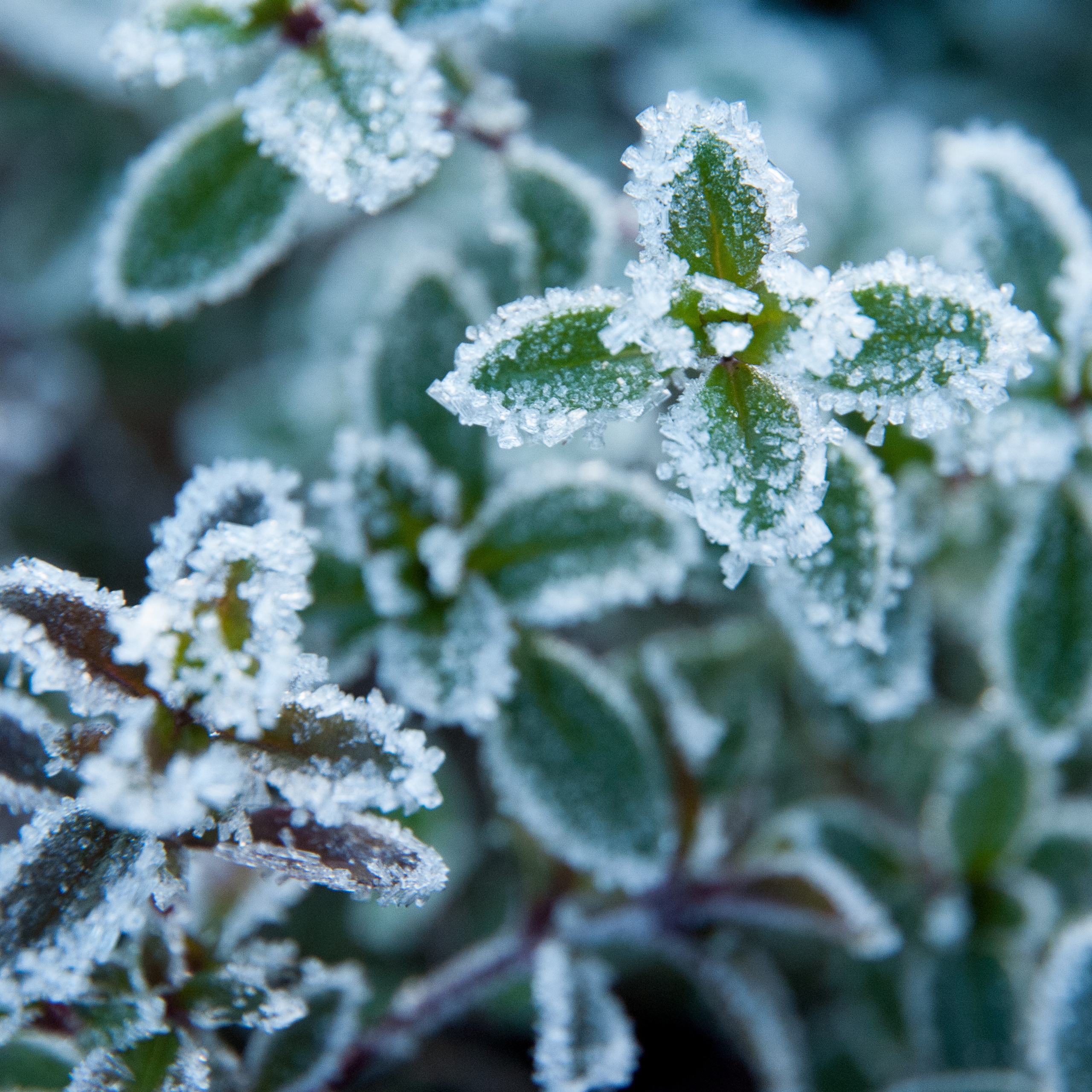Иней. Антон Денисенко