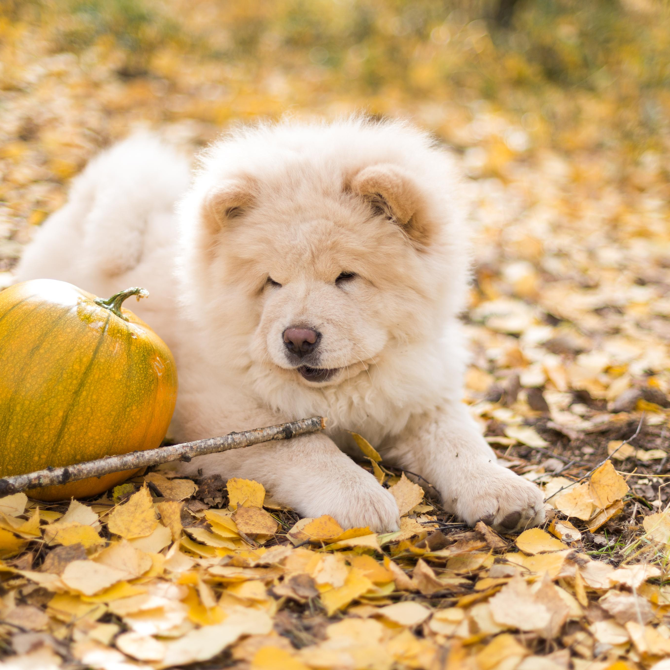 Паша и Алена. Фотограф Оксана Салимова