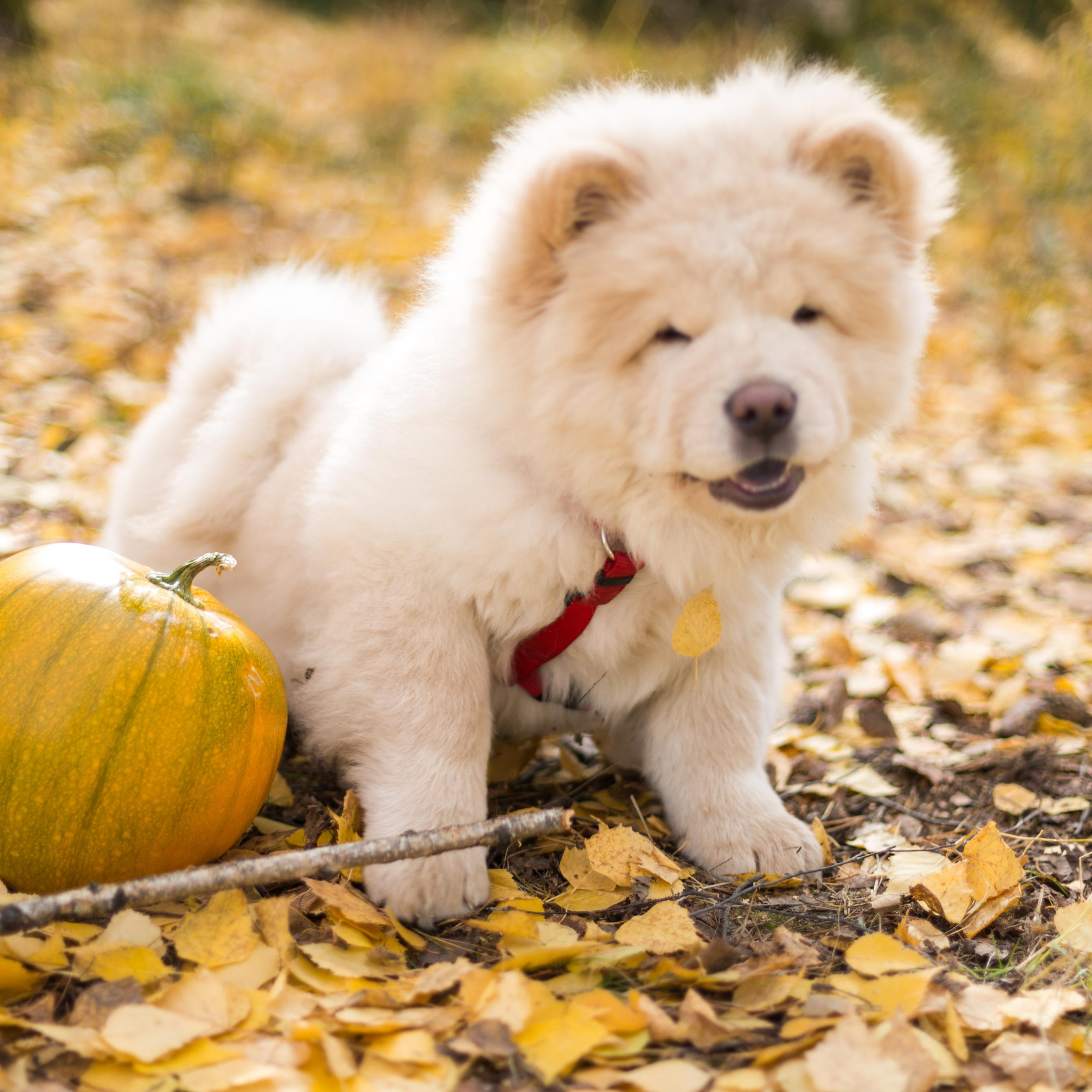 Паша и Алена. Фотограф Оксана Салимова
