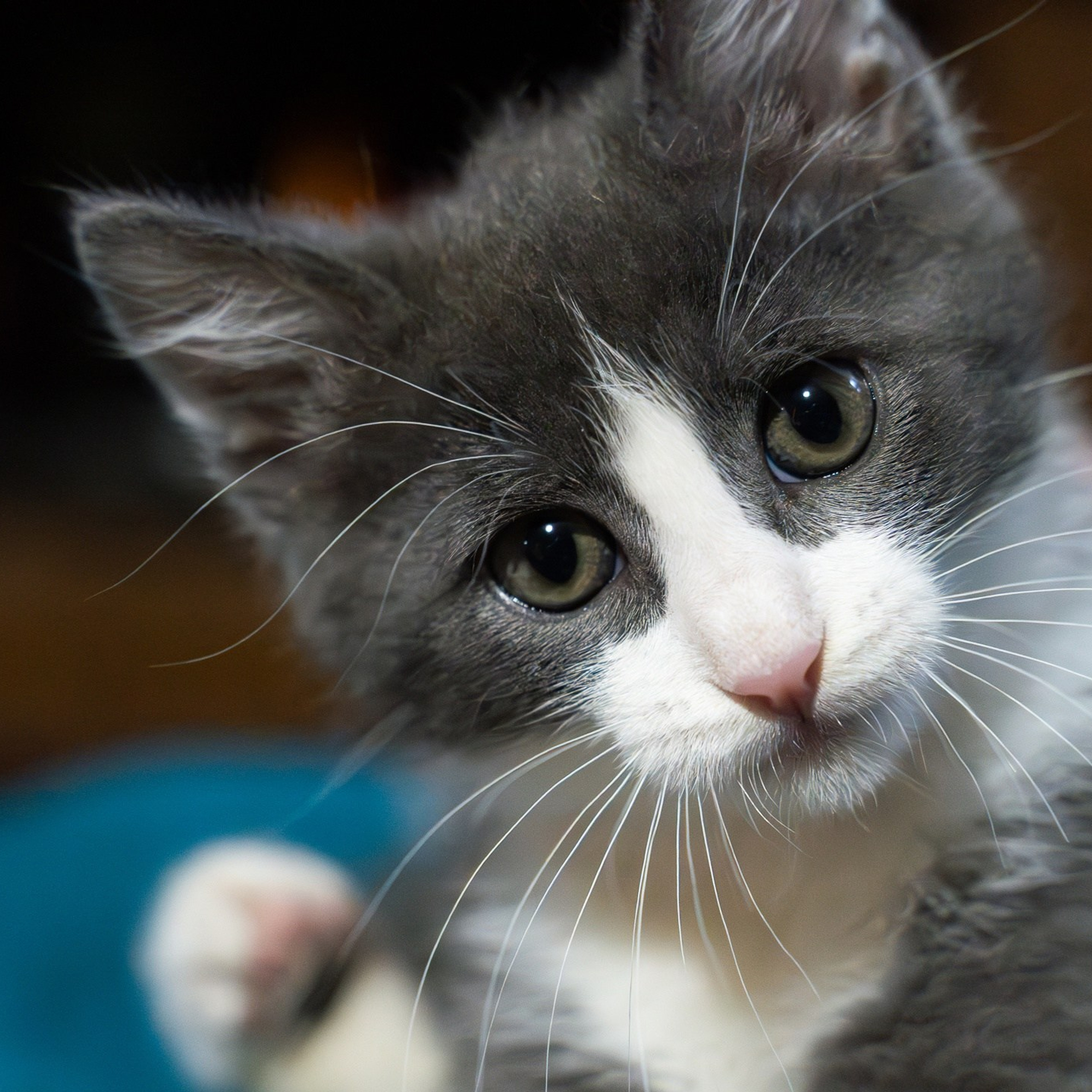 Новый фотик