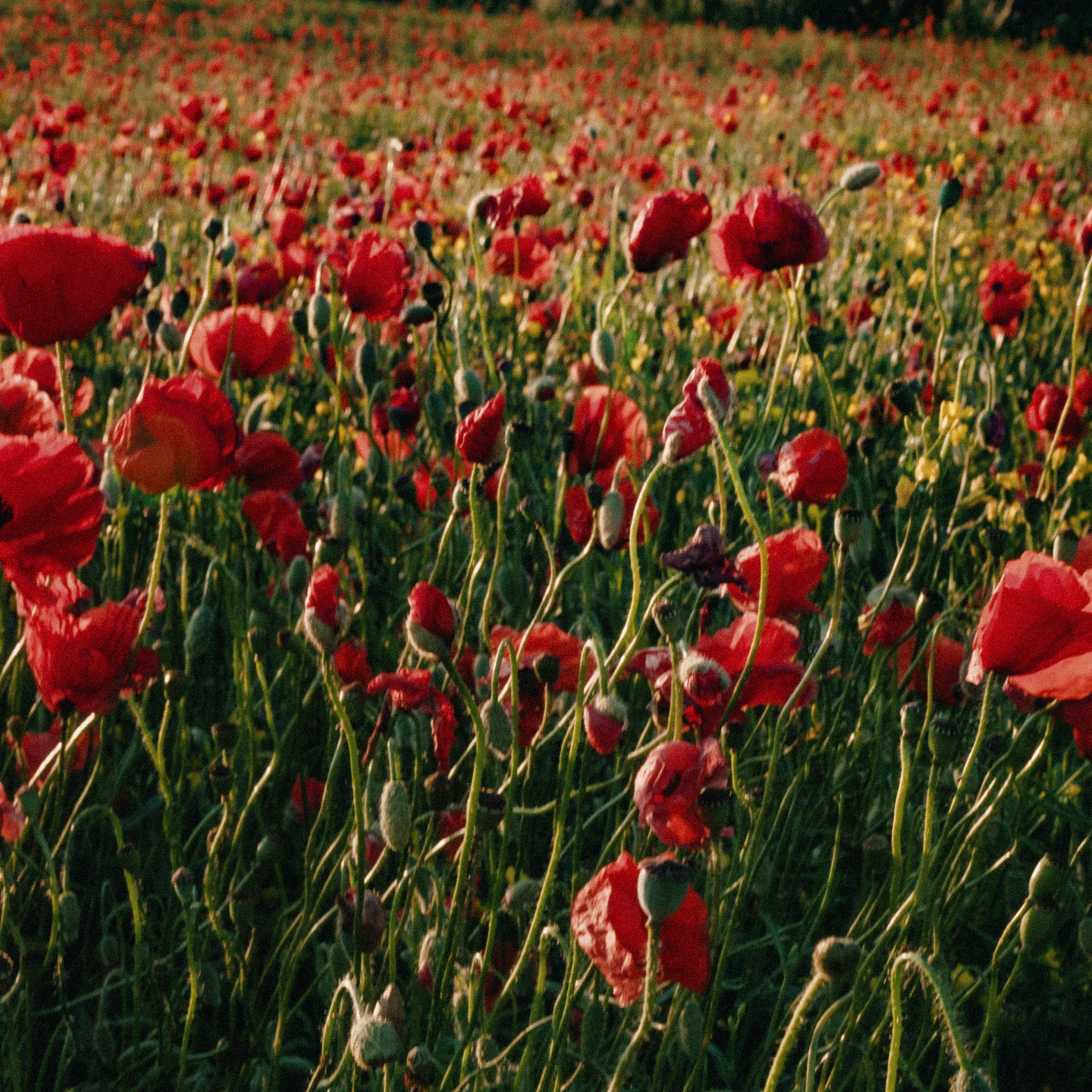 МАКИ. Женя Красовская | Фотограф | Визуал для брендов