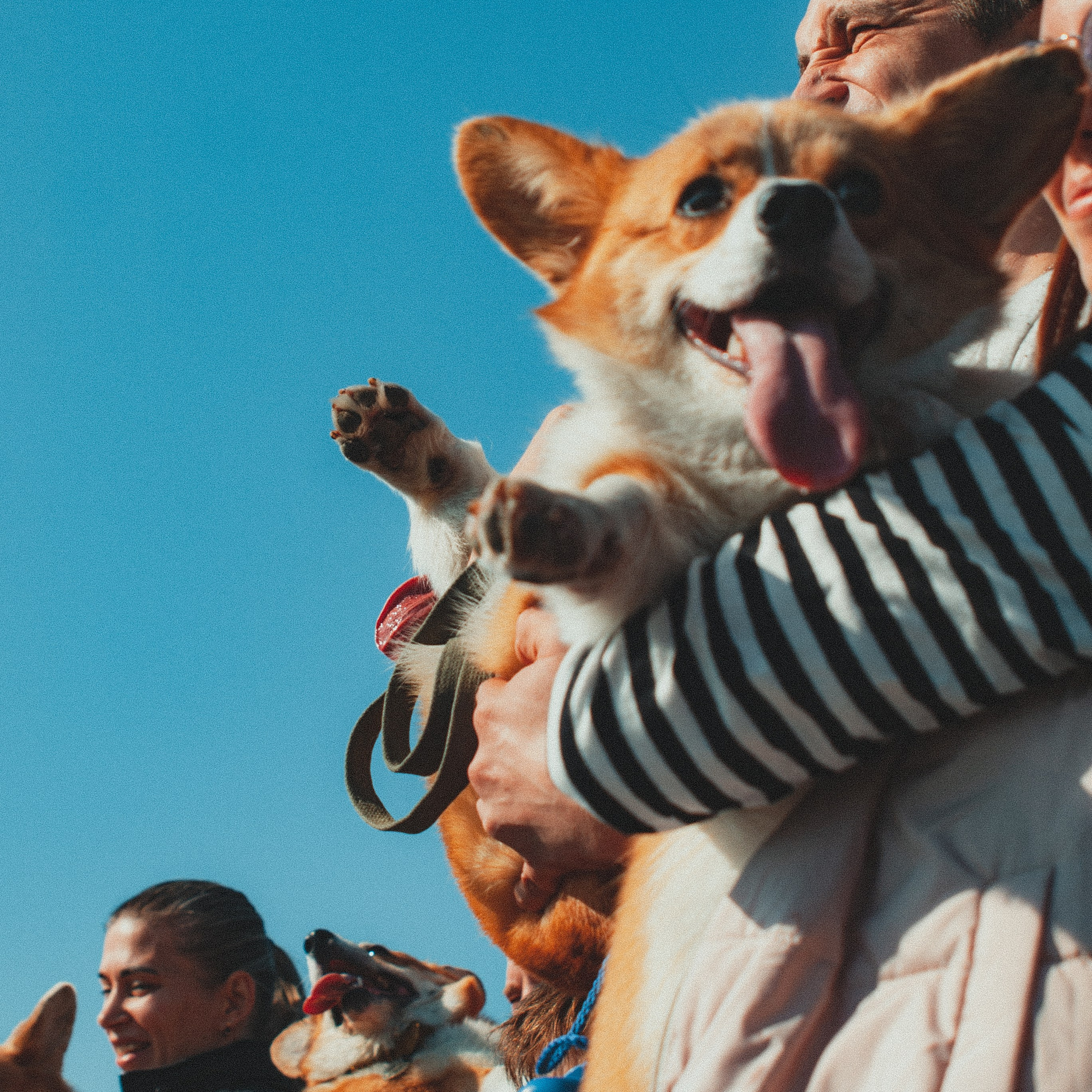 Корги. Репортаж