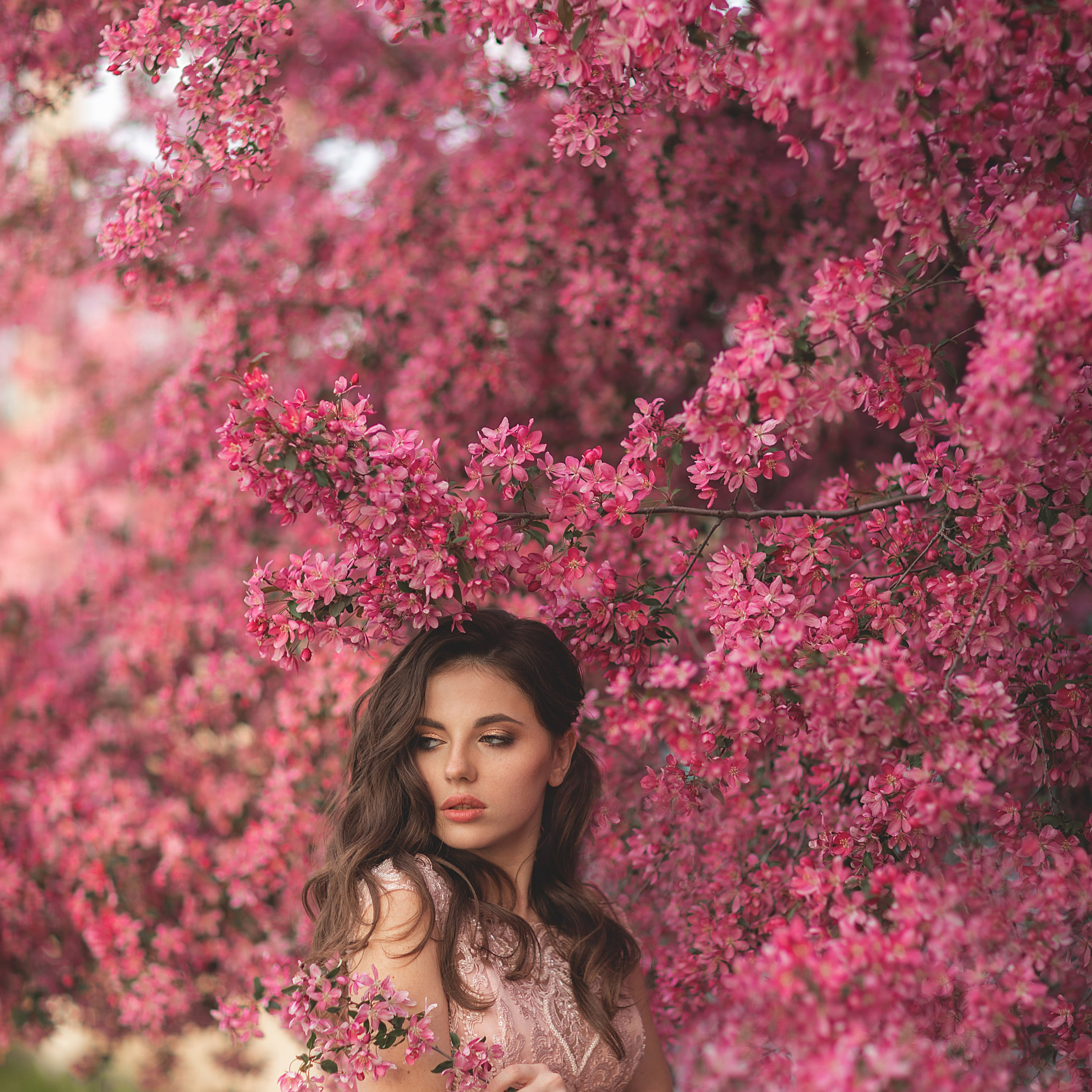 Декоративная яблоня