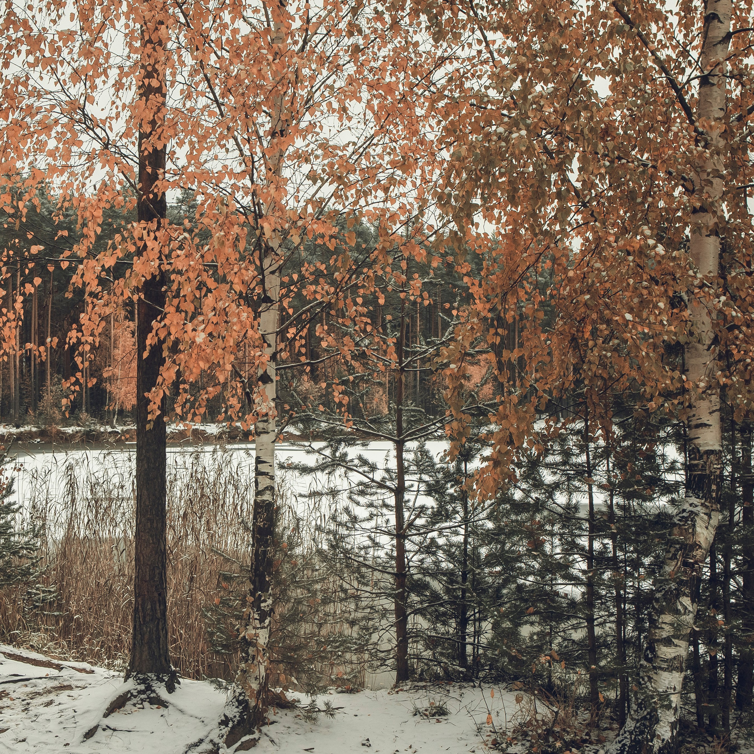 Отзывы. Фотограф Мартыненко Екатерина. Всеволожск. Санкт-Петербург и ЛО