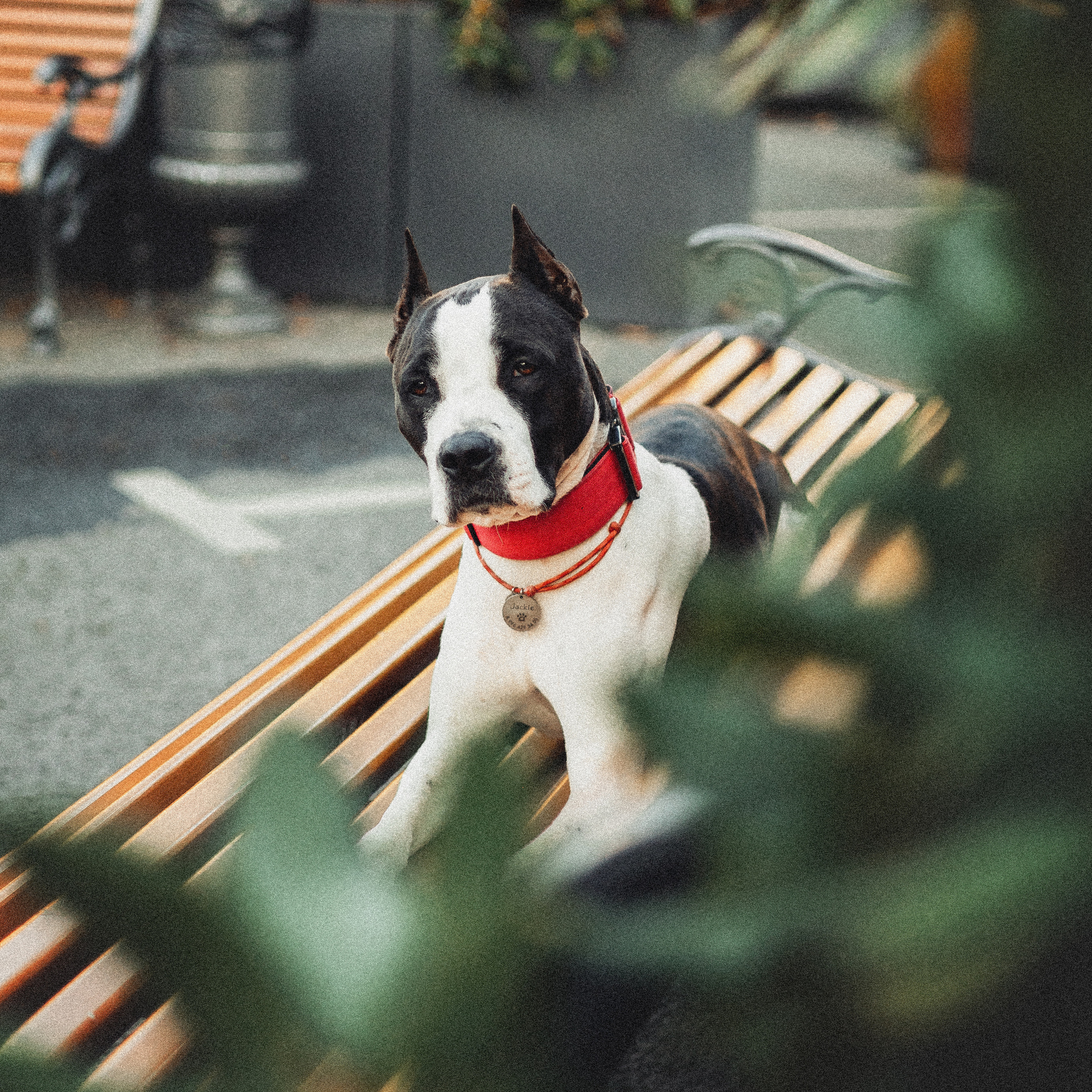 Отзывы. Фотограф для людей и их питомцев Вика Шальнева