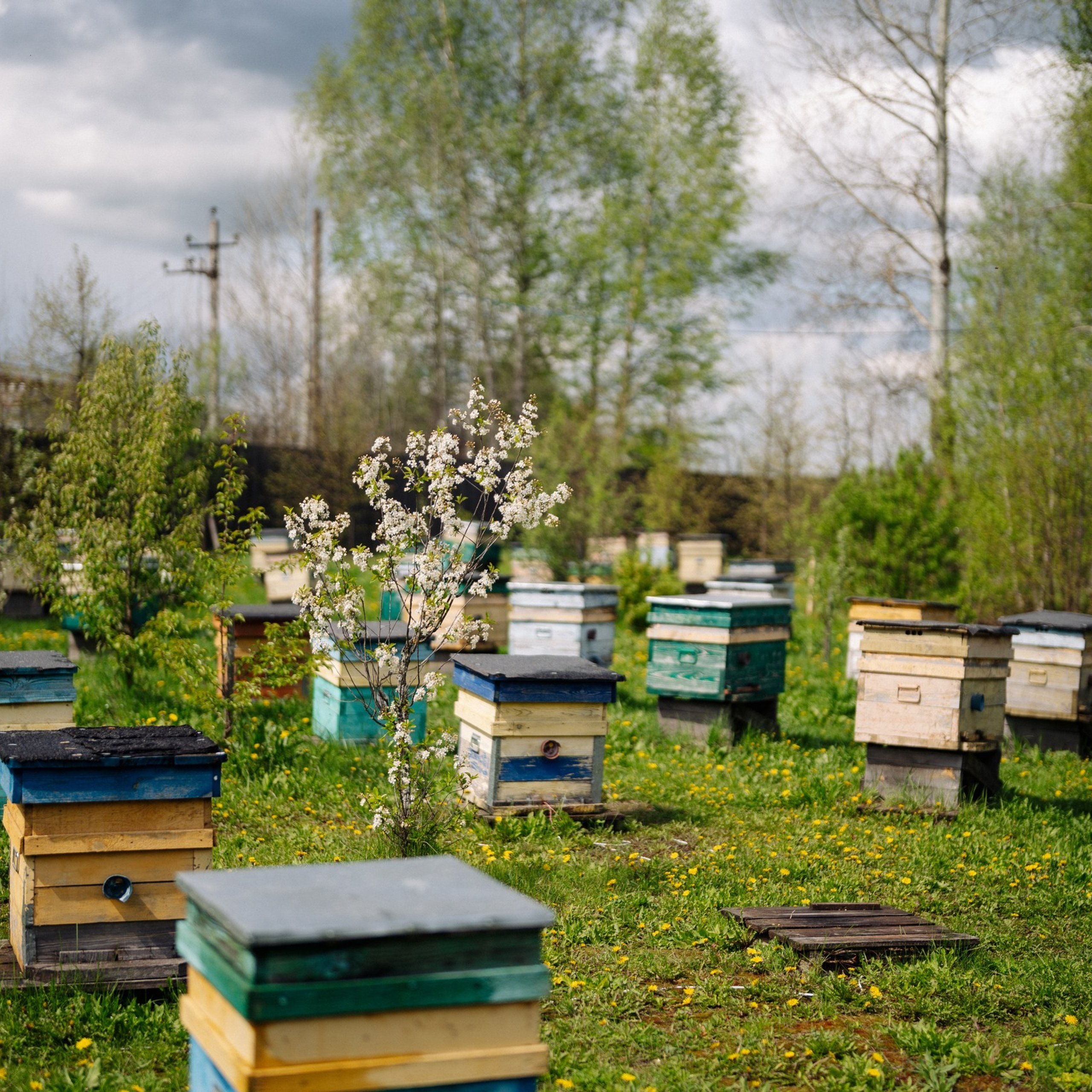 12 историй Двора